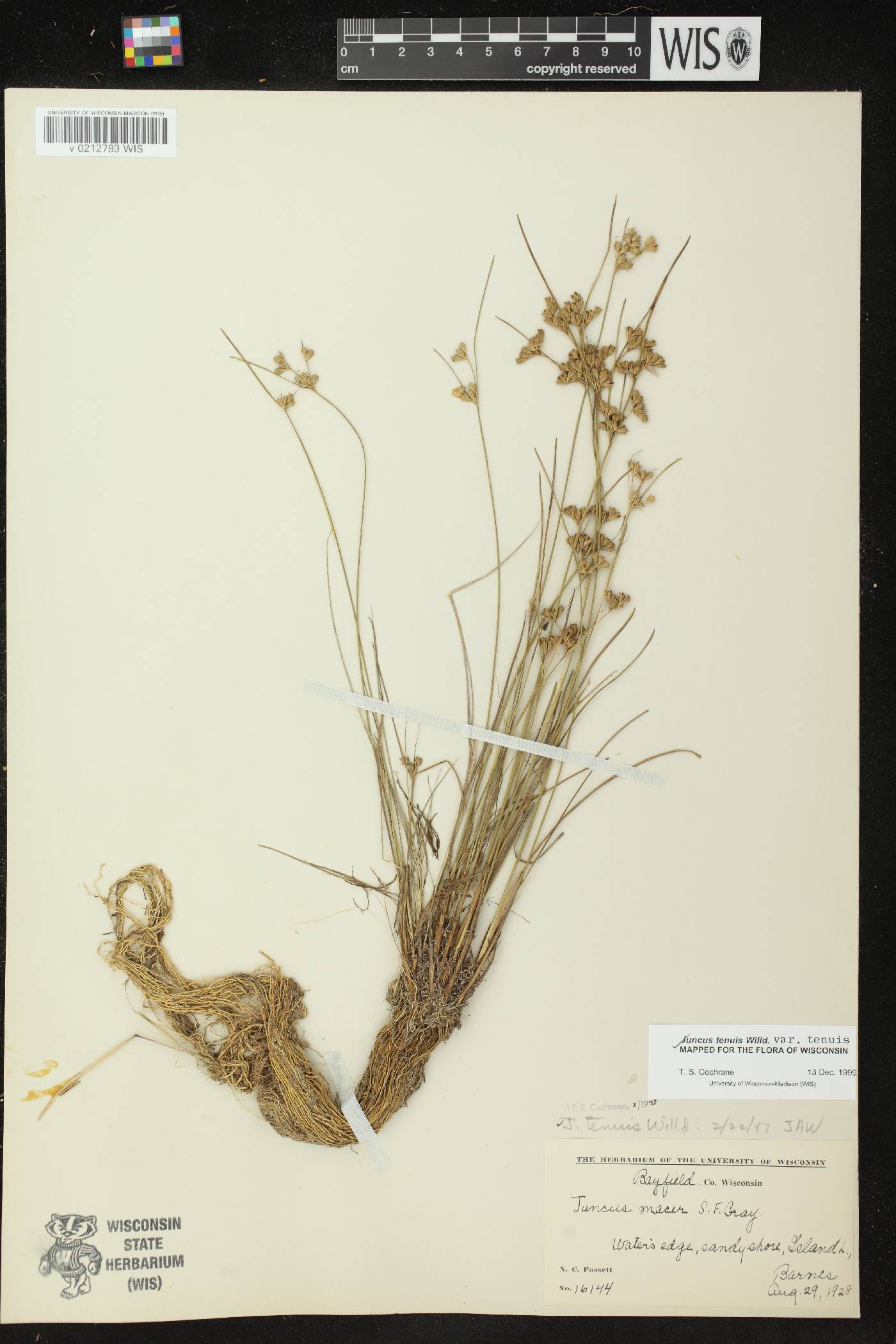Juncus tenuis image