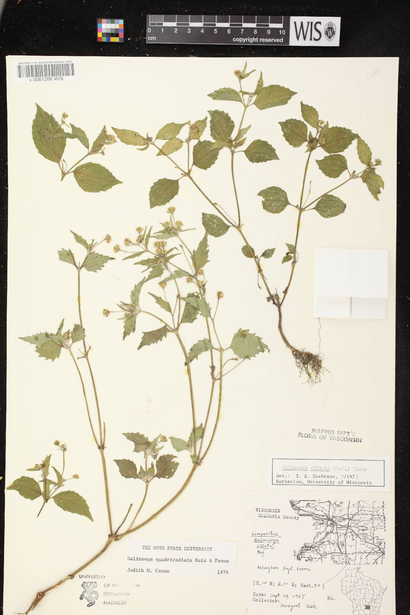 Galinsoga quadriradiata image