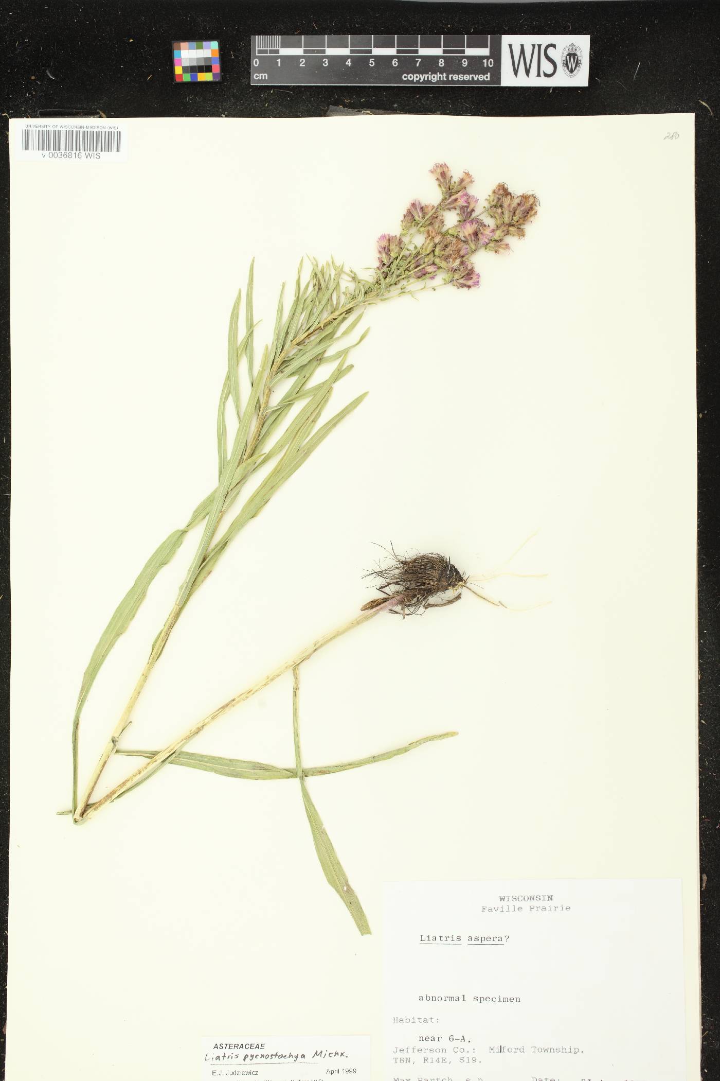 Liatris pycnostachya image