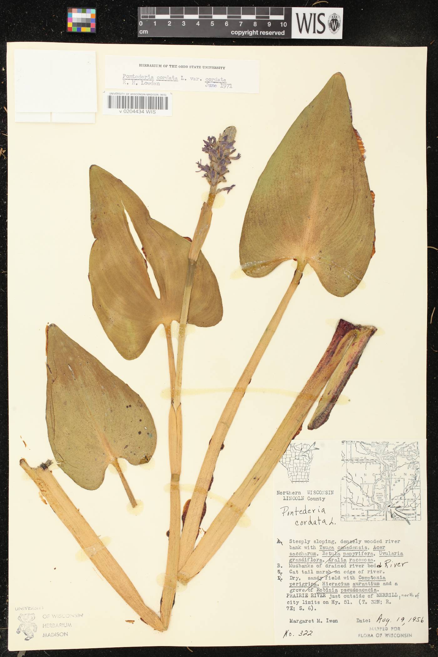 Pontederia cordata image