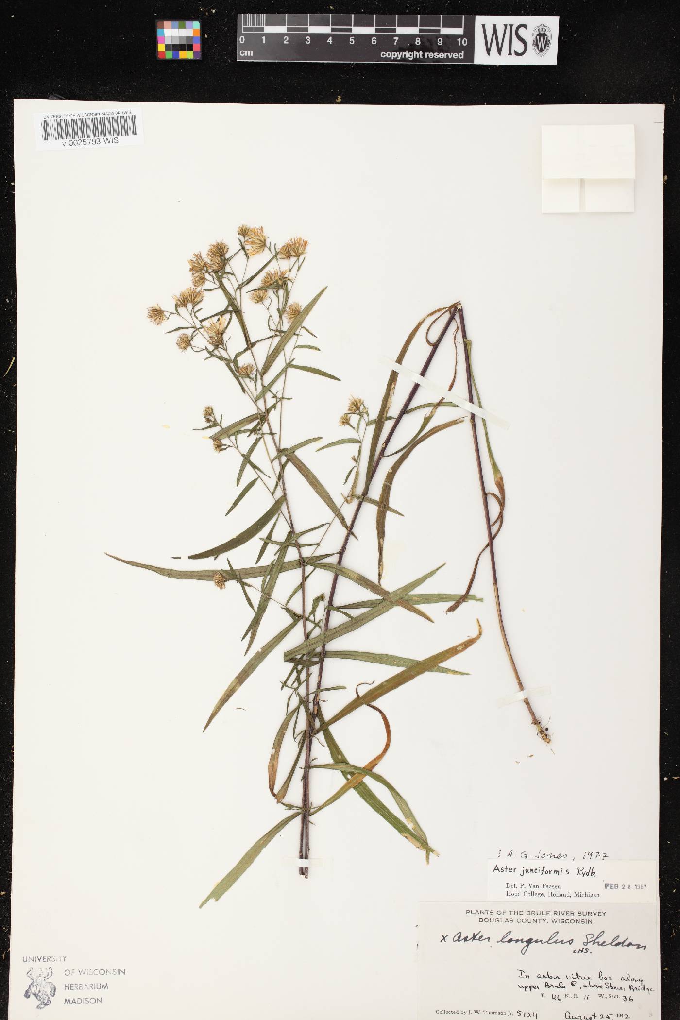 Symphyotrichum boreale image