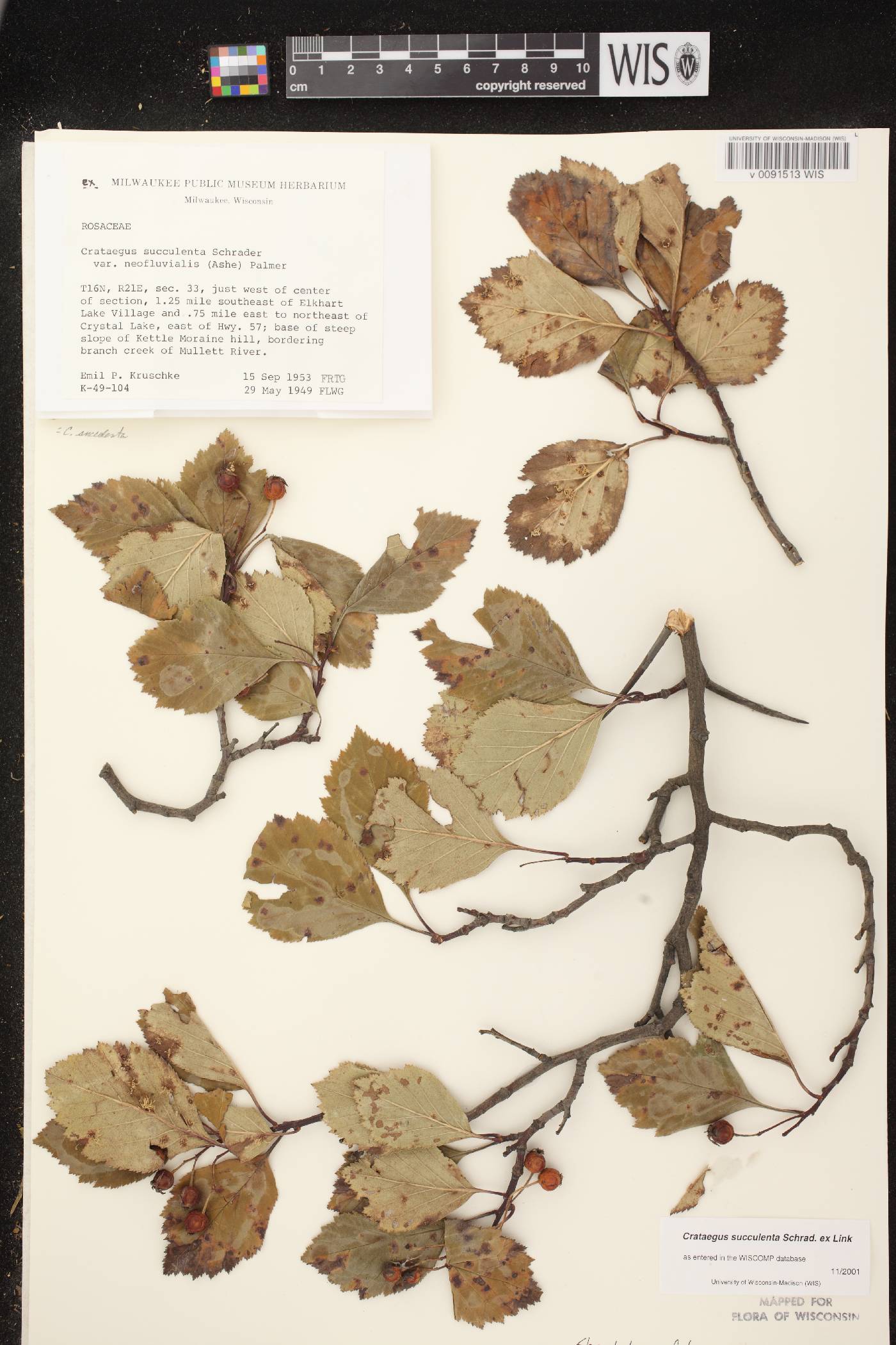 Crataegus succulenta image