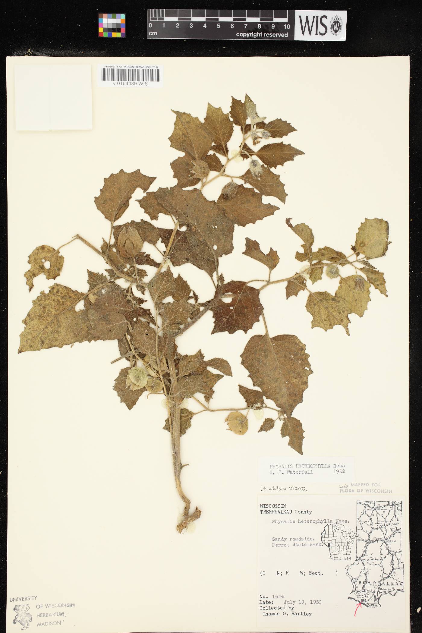 Physalis heterophylla var. heterophylla image