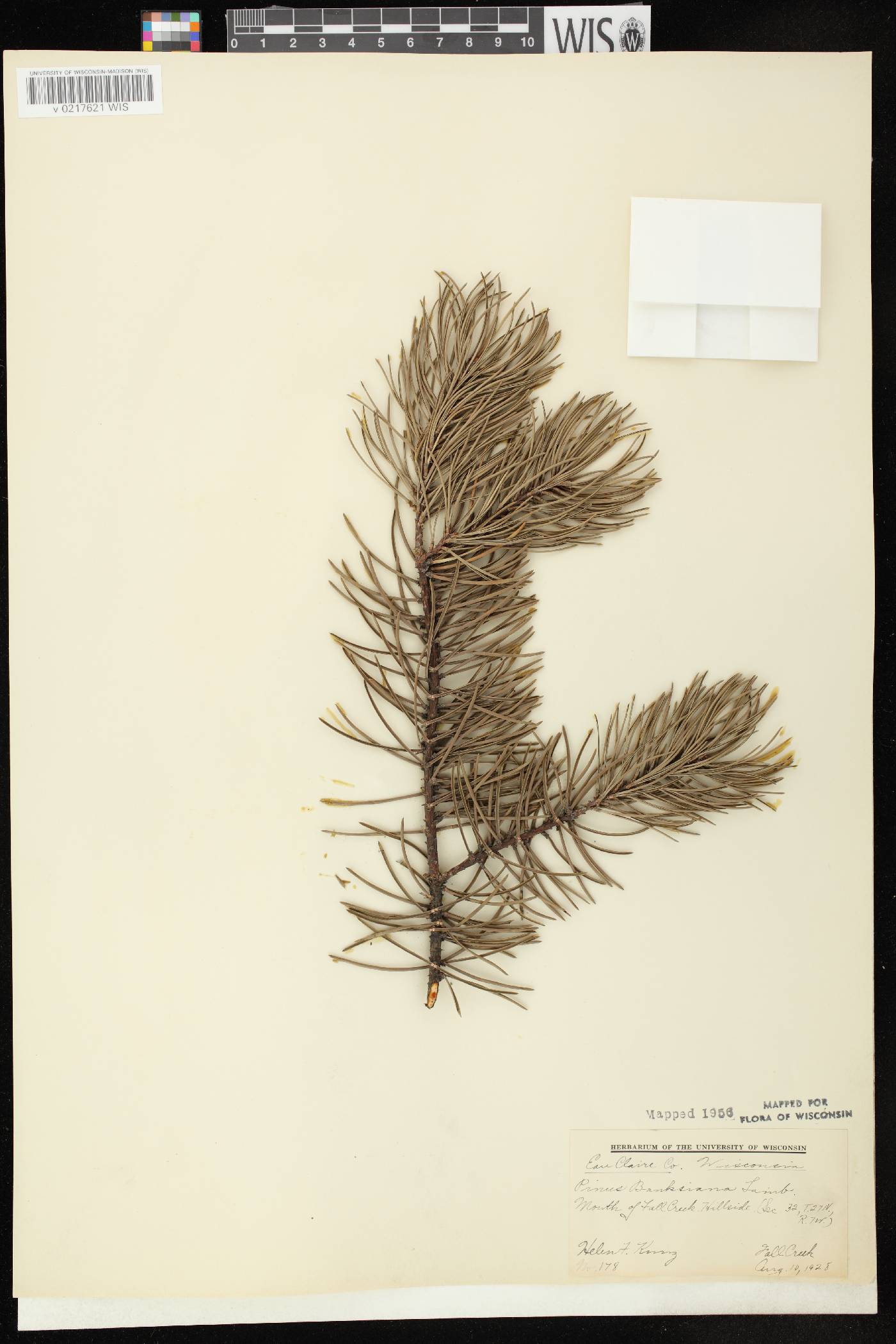 Pinus banksiana image
