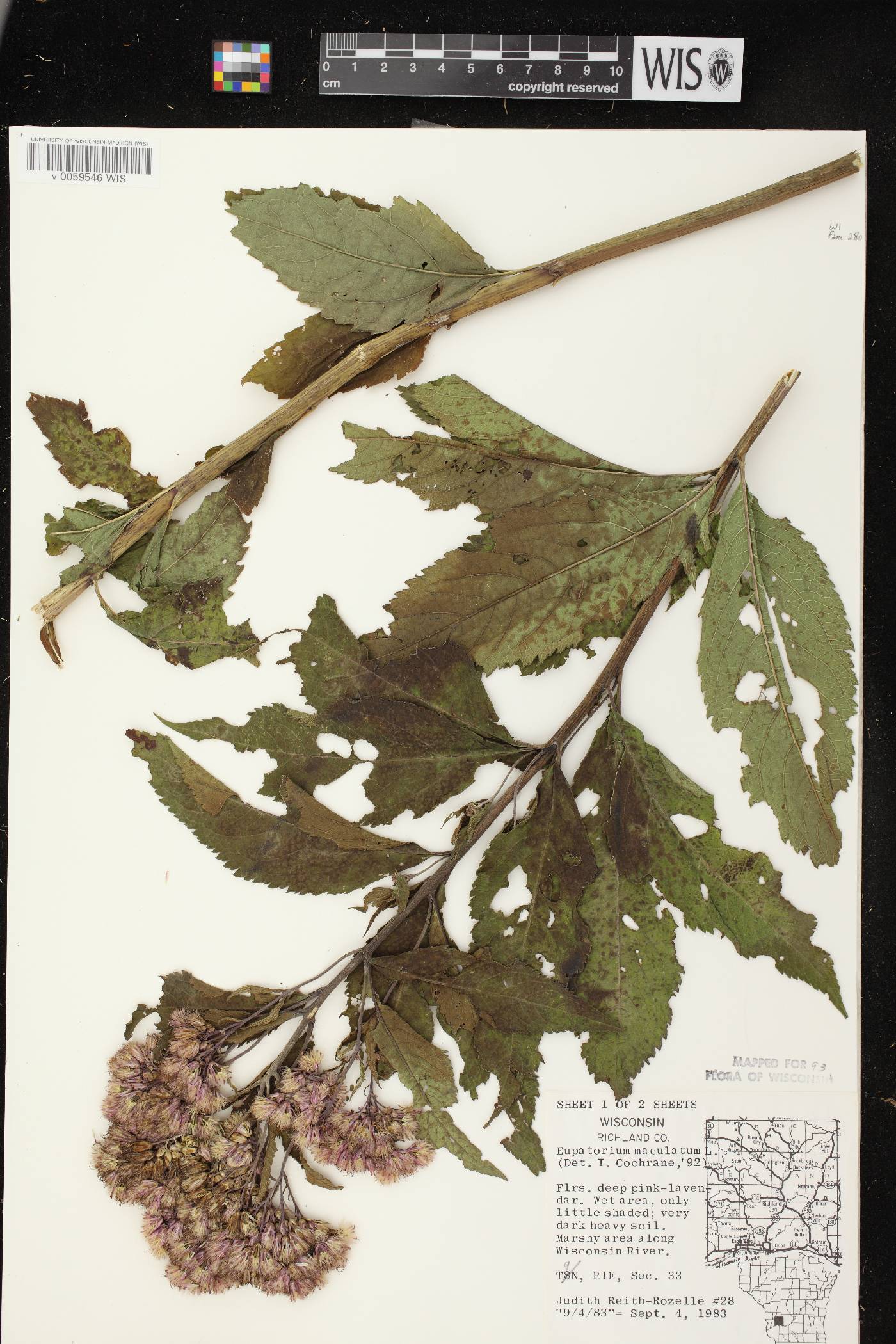 Eutrochium maculatum var. maculatum image