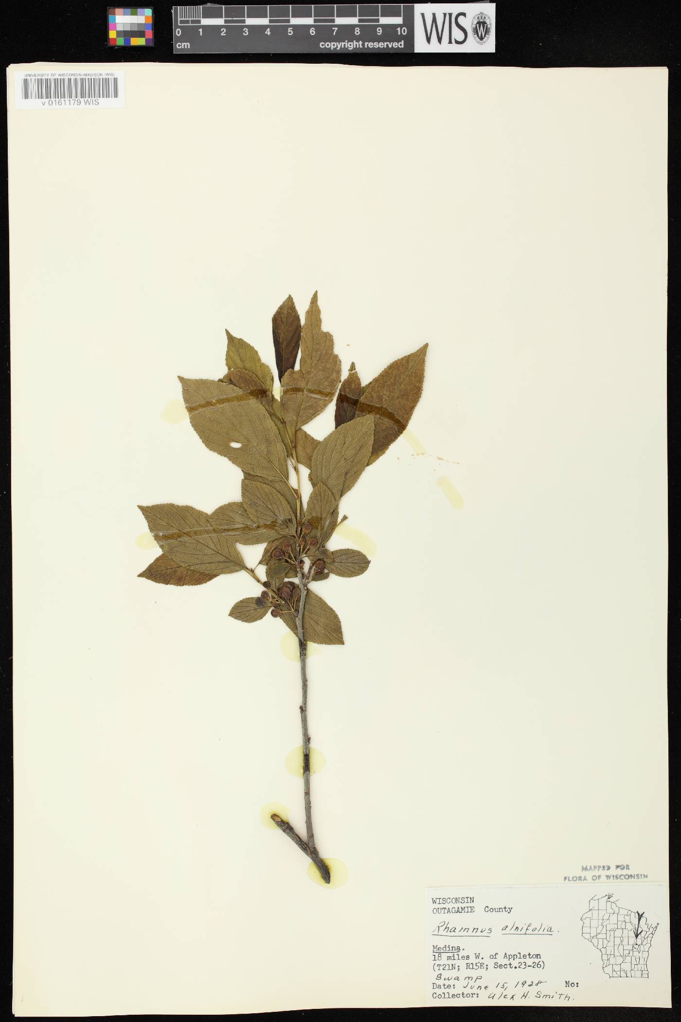 Rhamnus alnifolia image