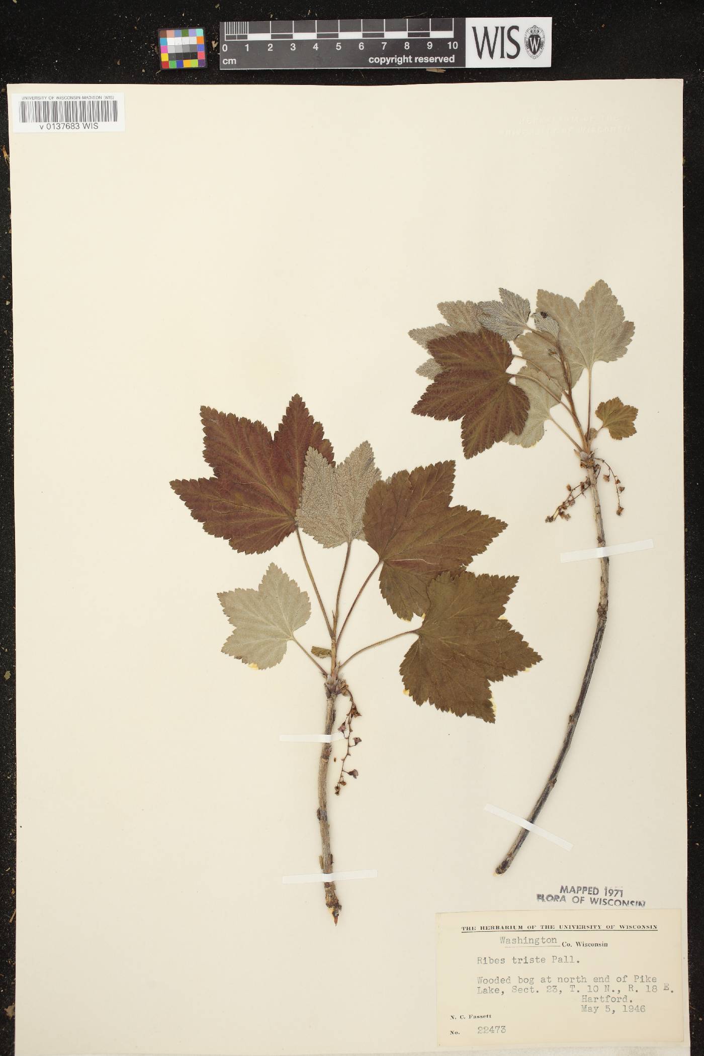 Ribes triste image