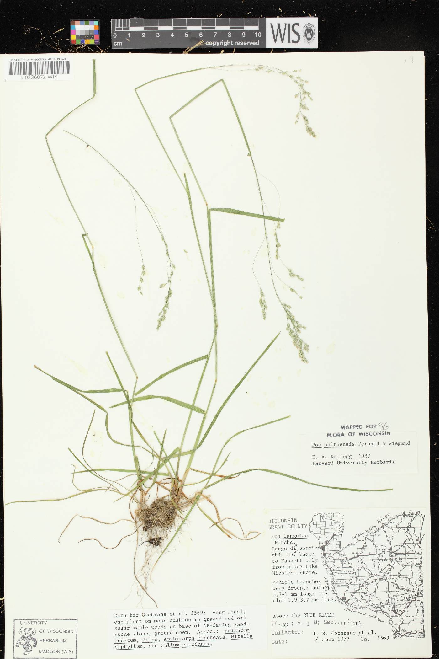 Poa saltuensis image