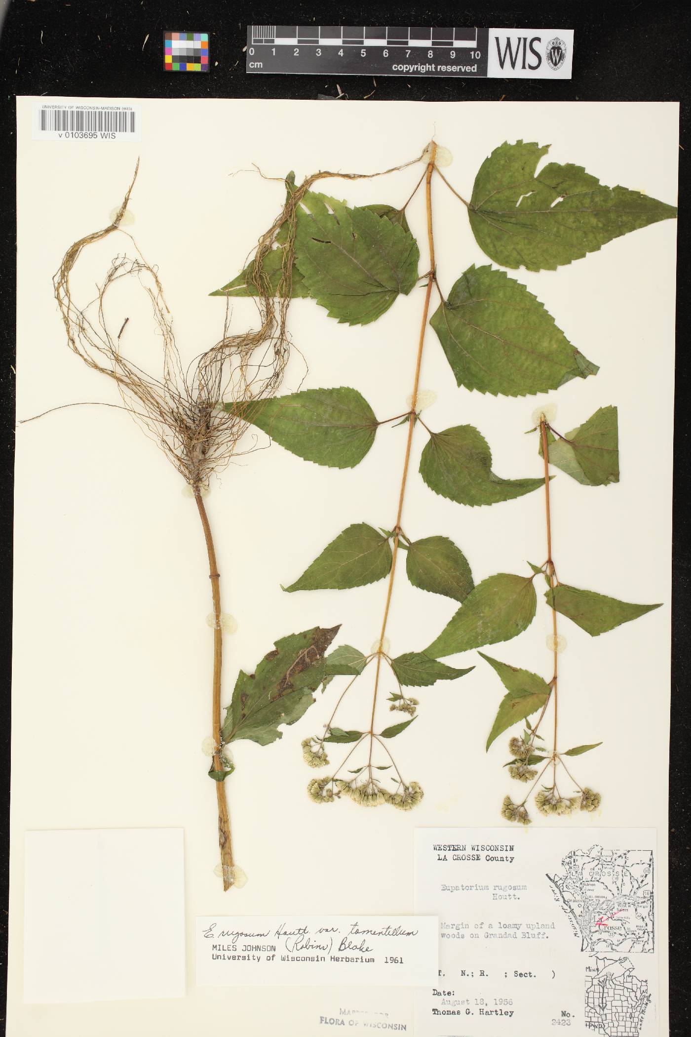 Ageratina altissima image