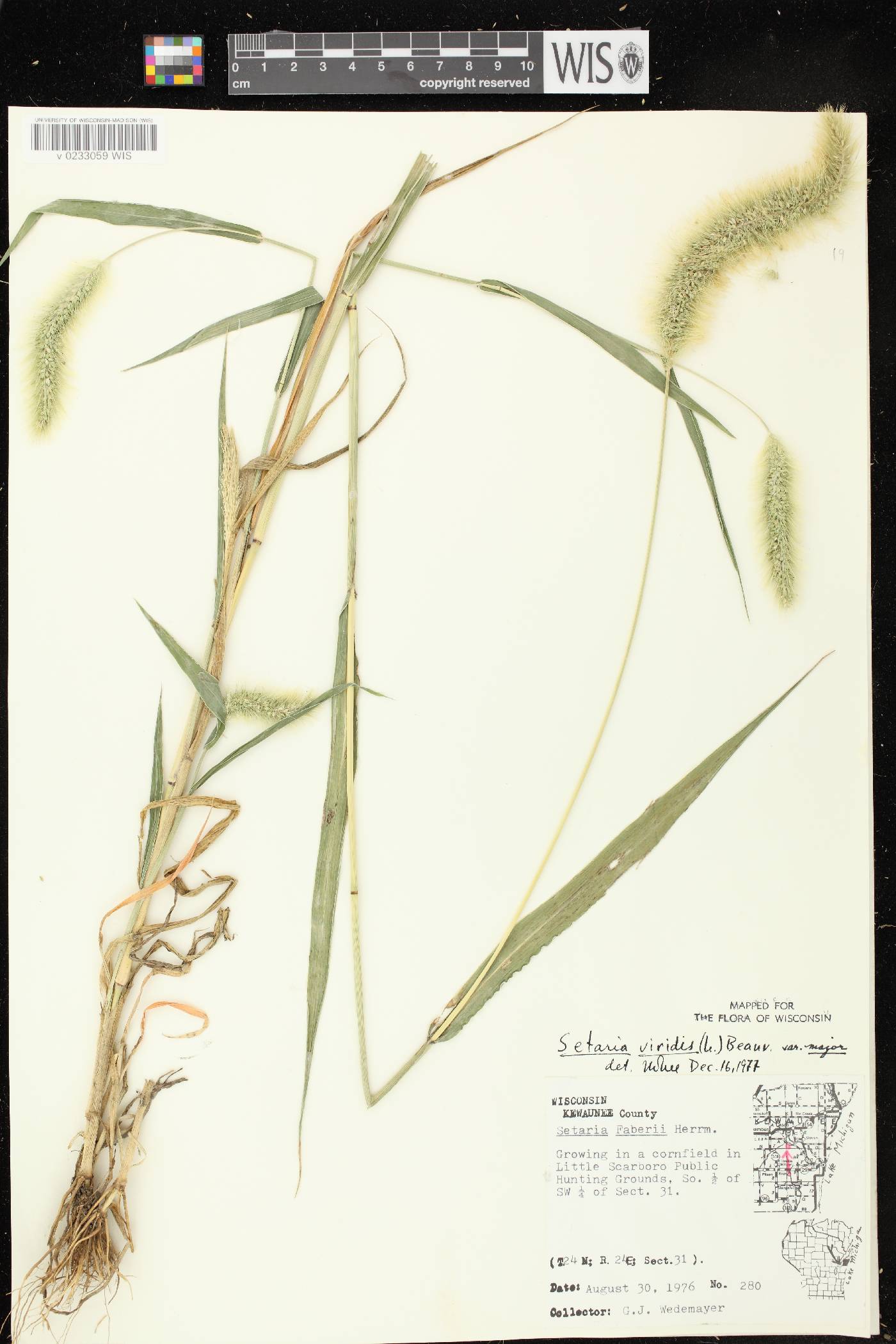 Setaria viridis var. major image