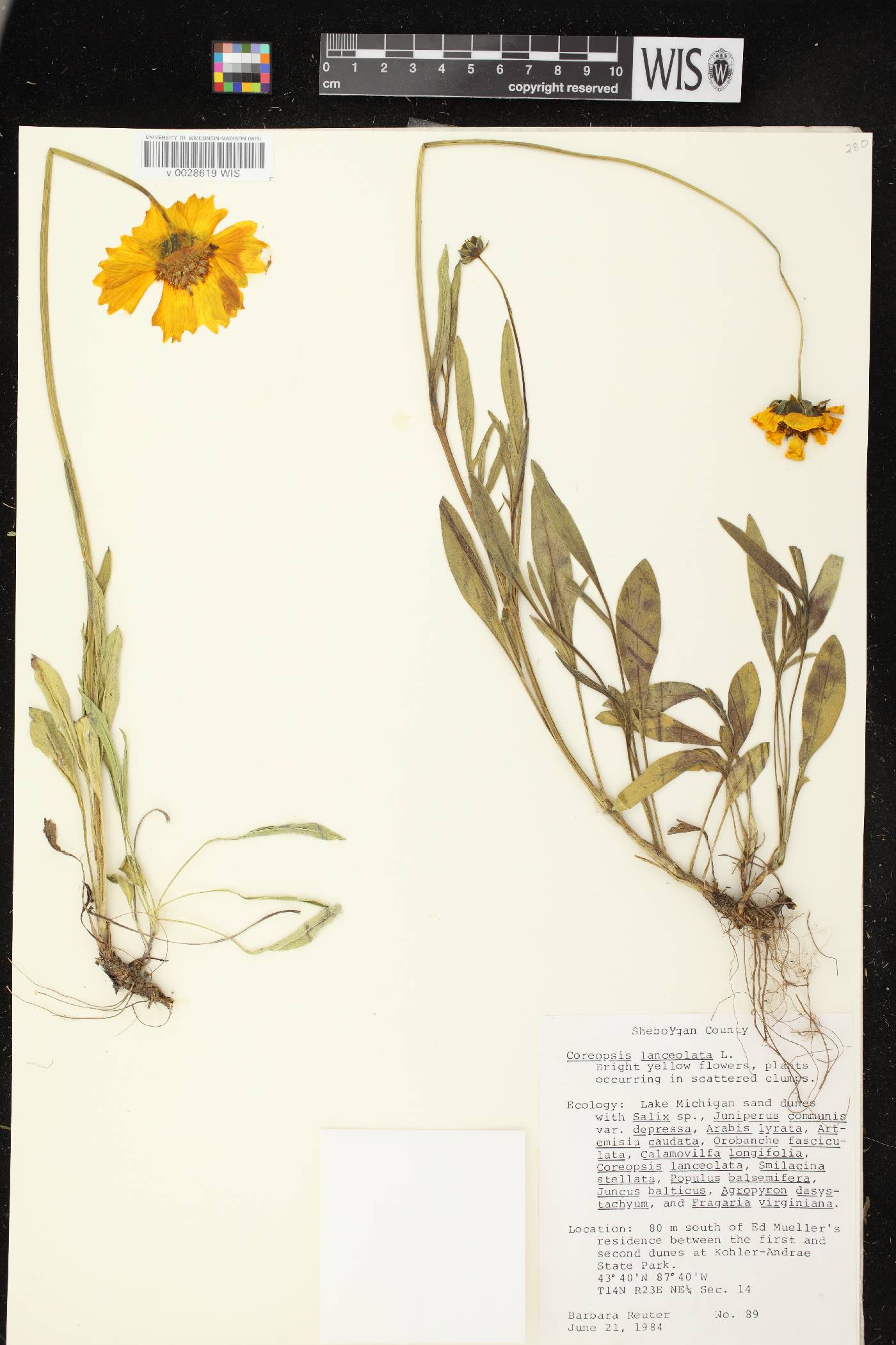 Coreopsis lanceolata image