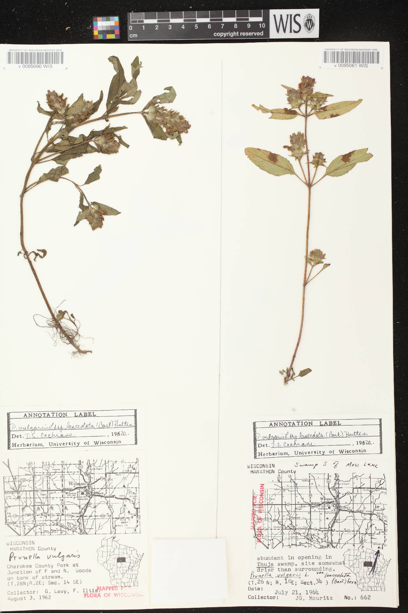 Prunella vulgaris subsp. lanceolata image