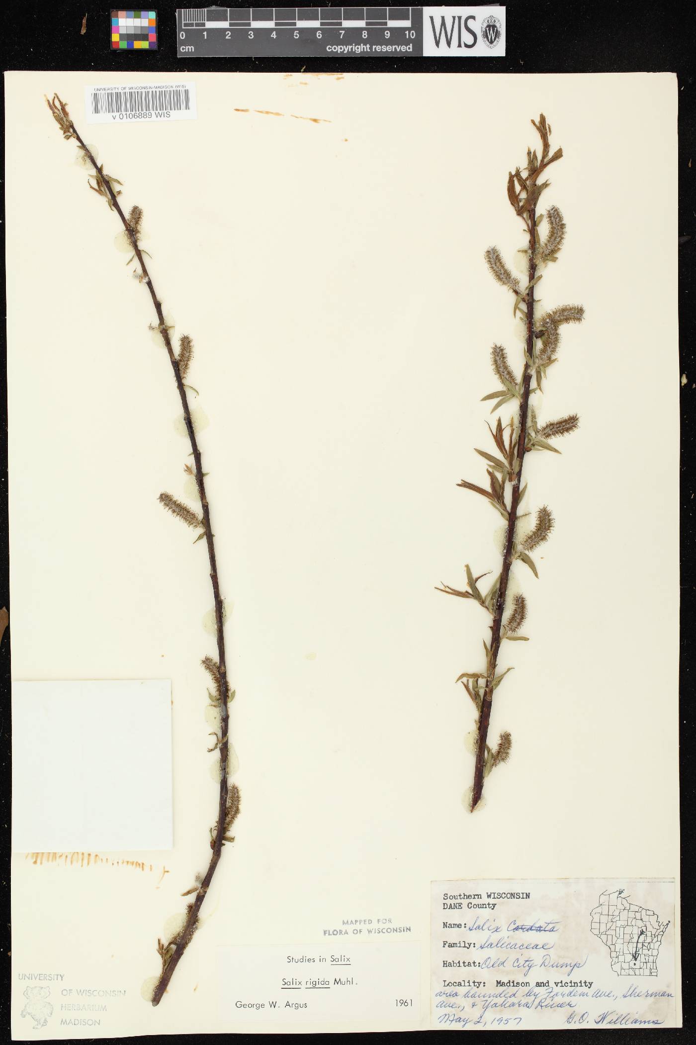 Salix eriocephala image