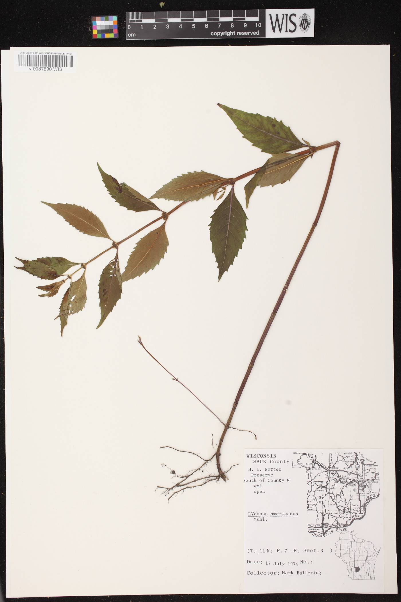 Lycopus virginicus image