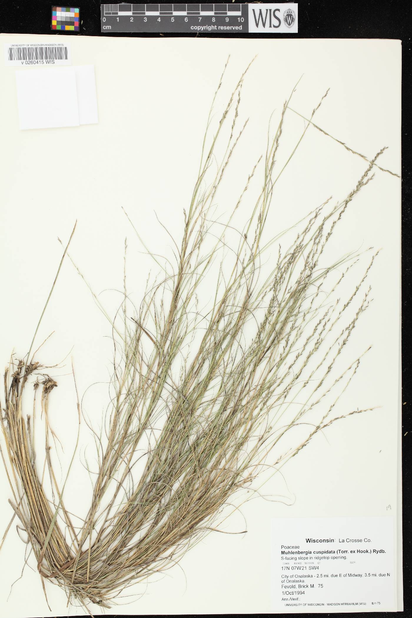 Muhlenbergia cuspidata image
