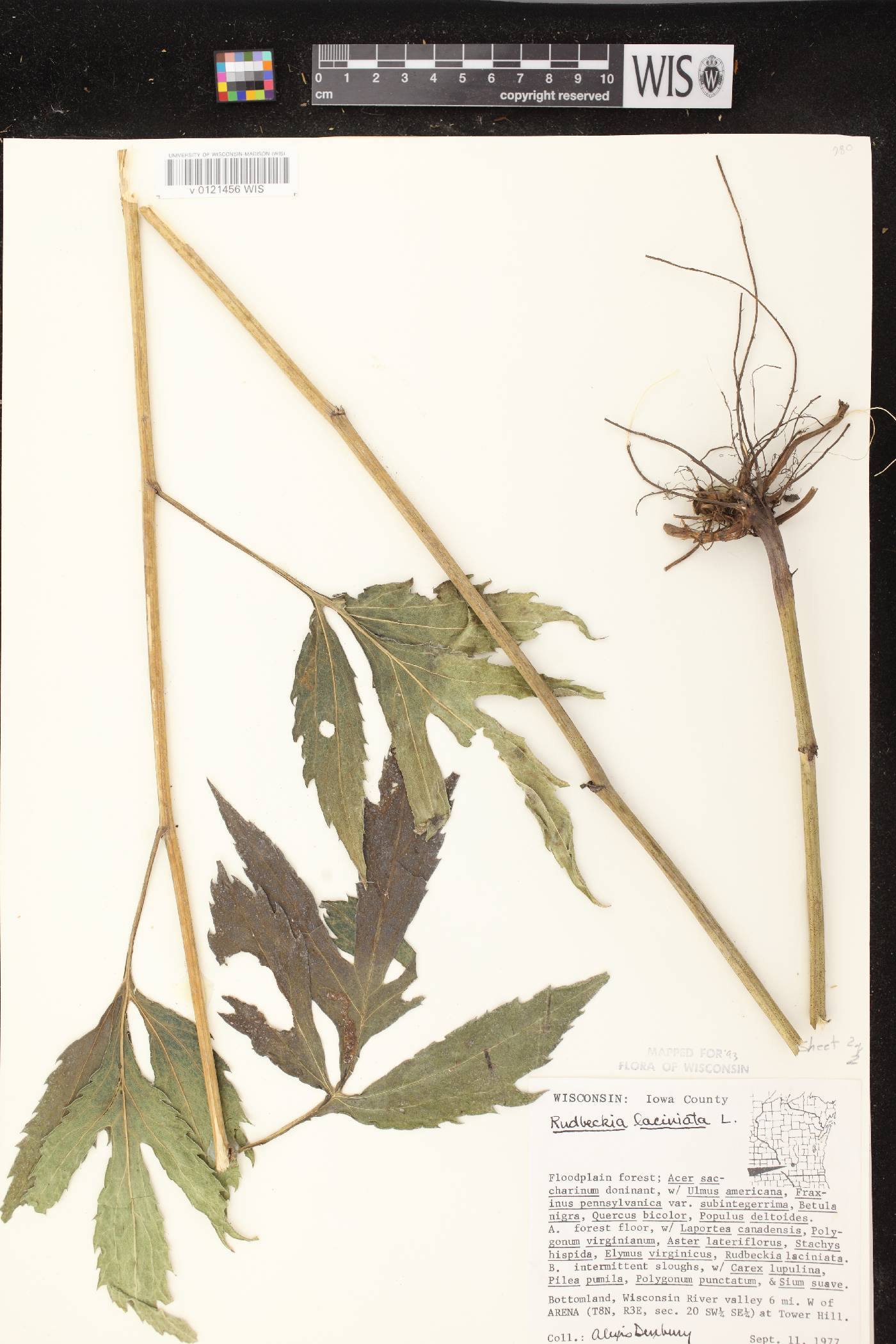 Rudbeckia laciniata image