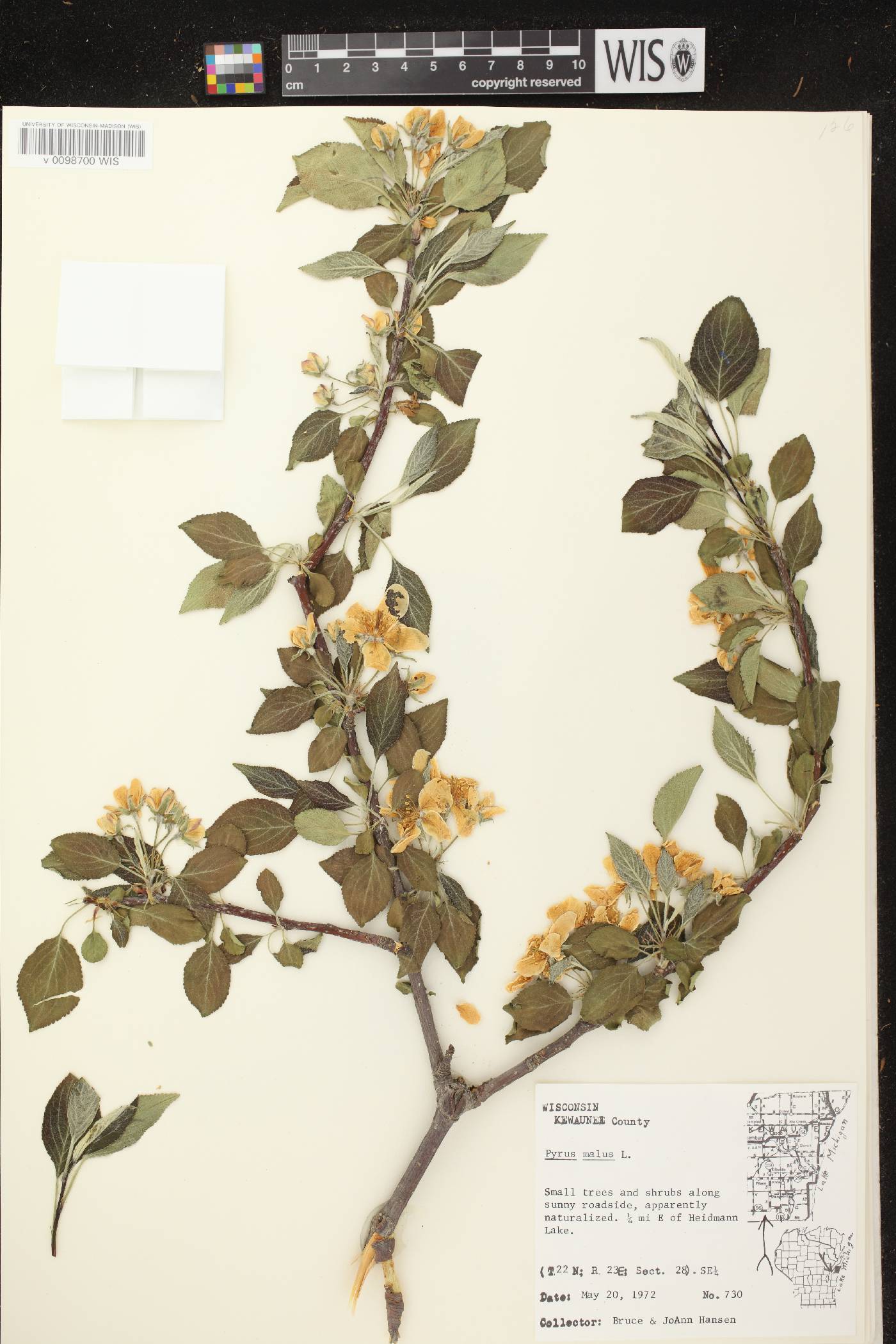Malus pumila image
