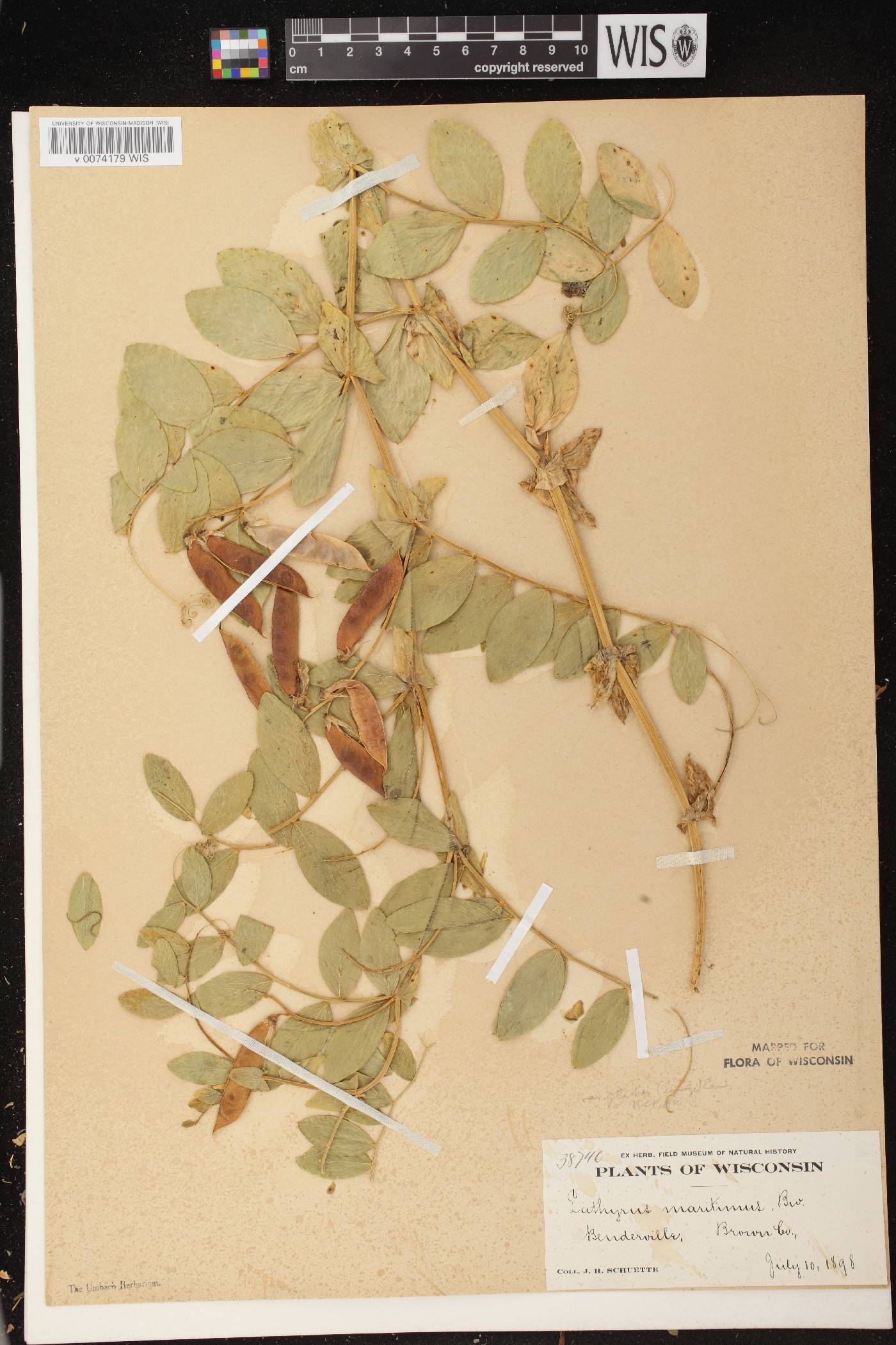 Lathyrus japonicus image