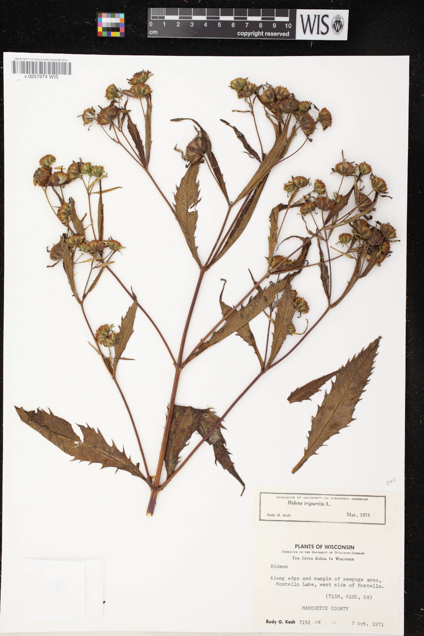 Bidens tripartita image