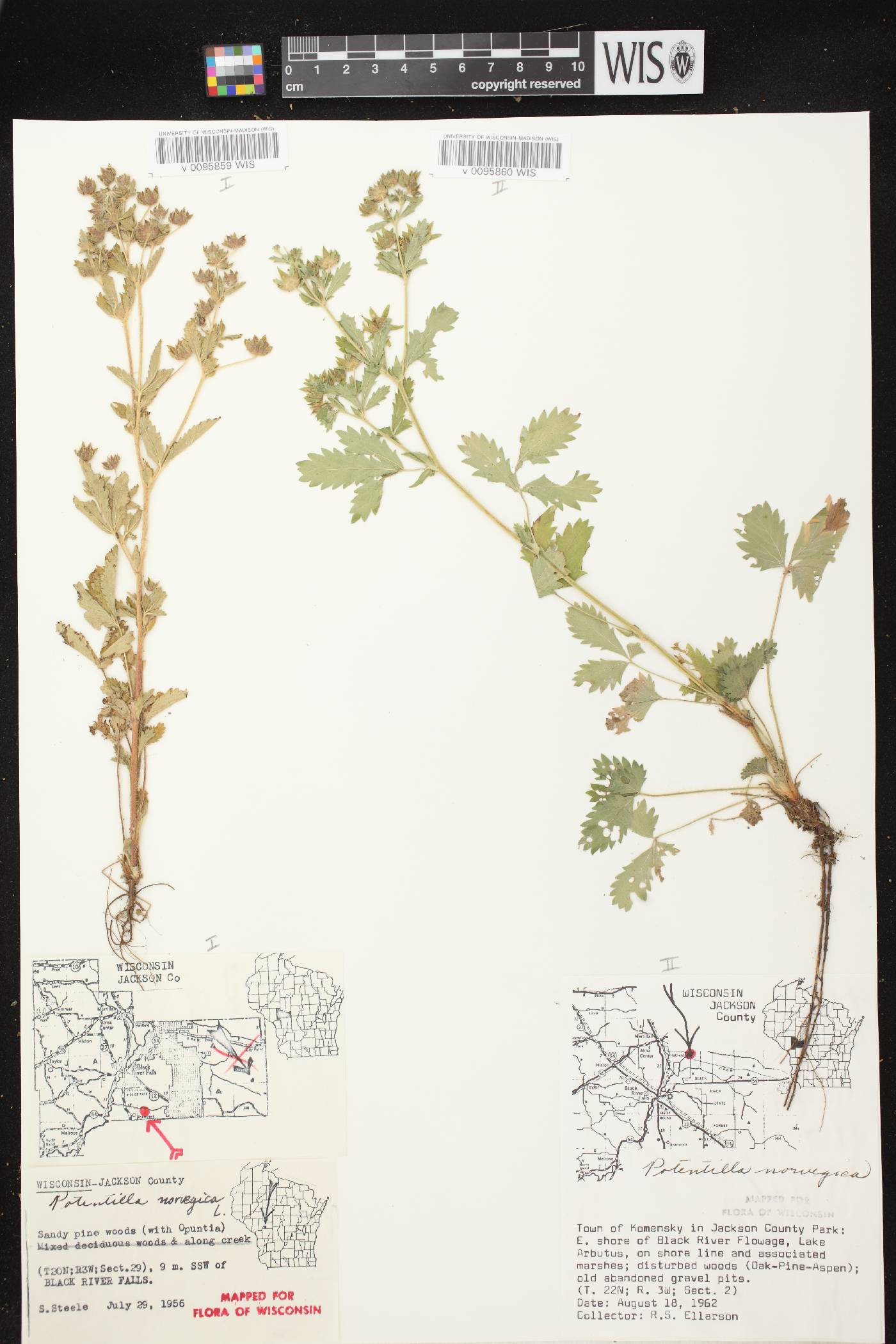 Potentilla norvegica image