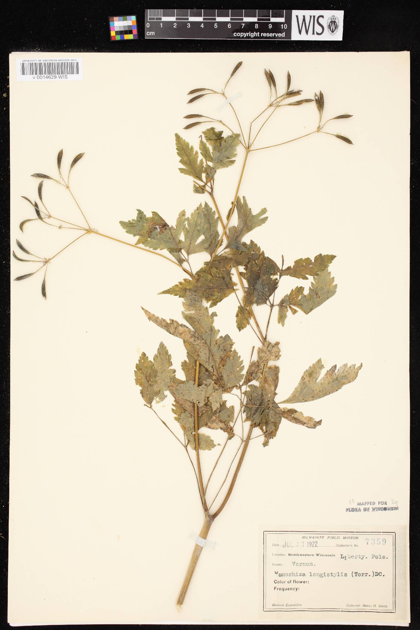 Osmorhiza longistylis image