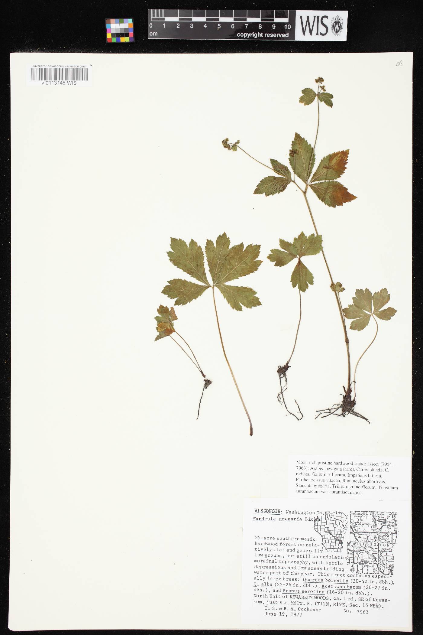 Sanicula odorata image