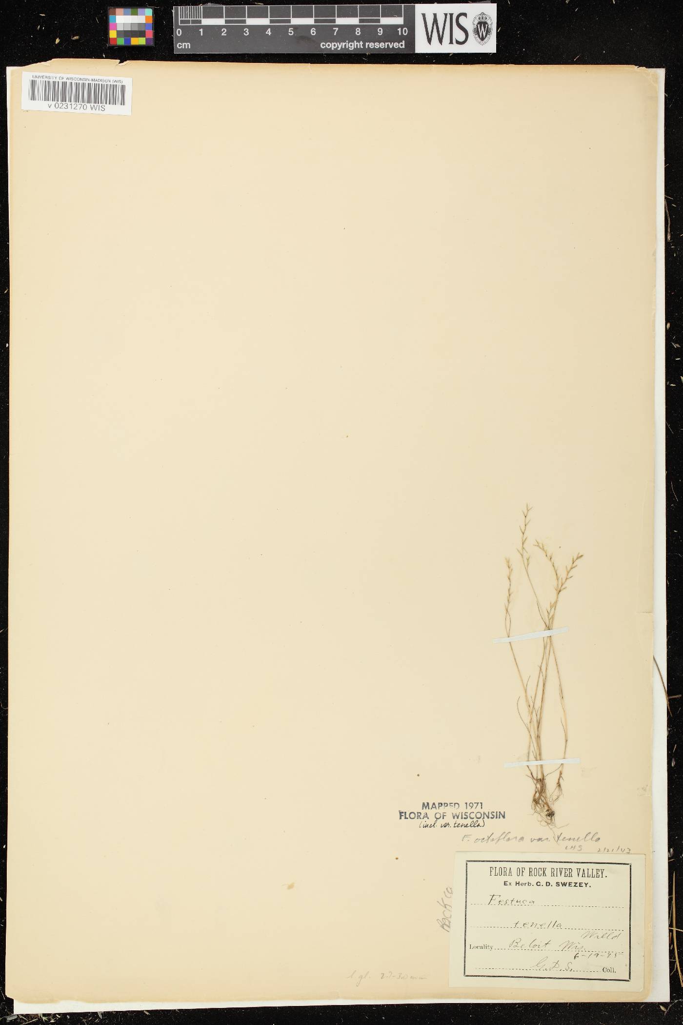 Festuca octoflora image