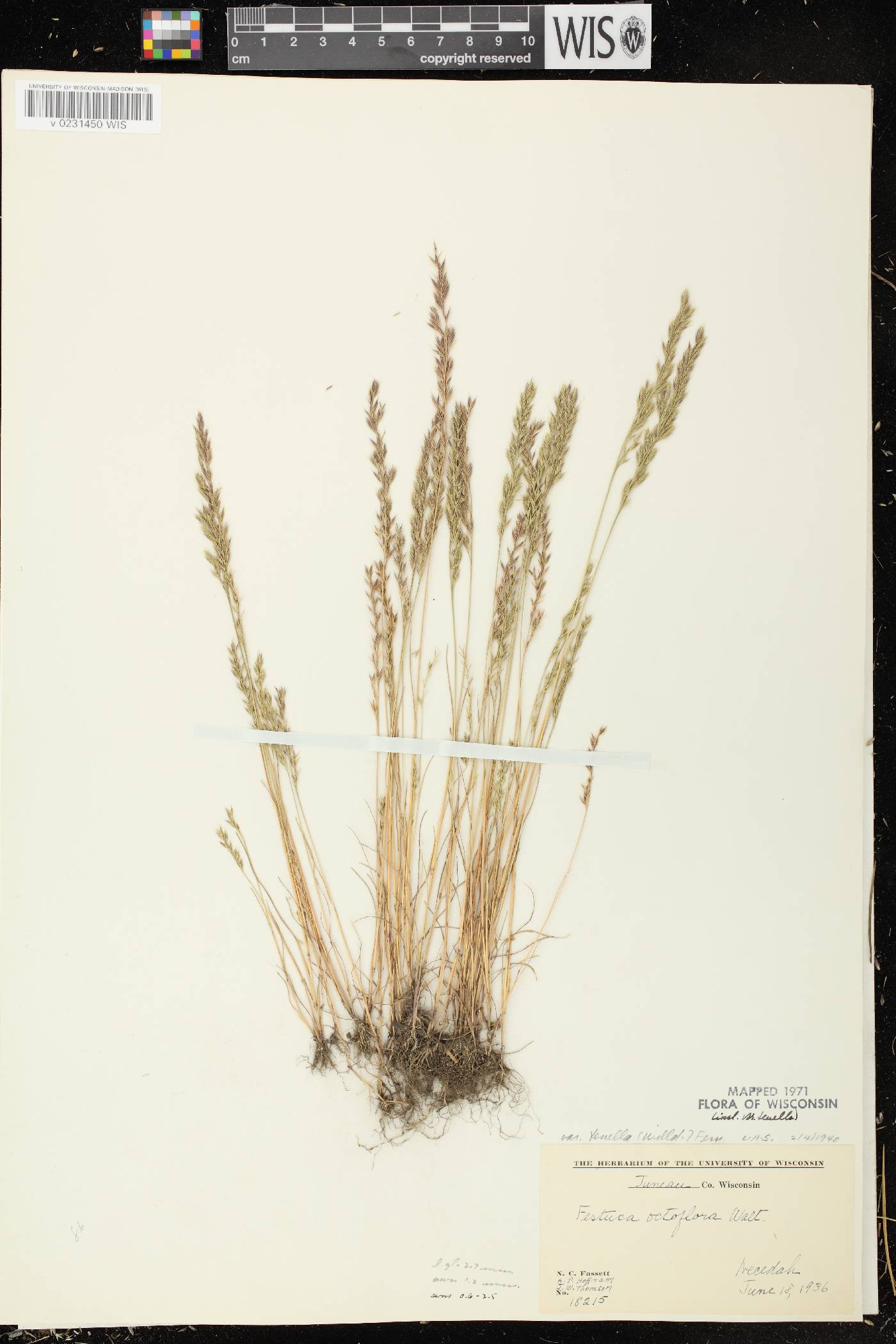 Festuca octoflora var. glauca image