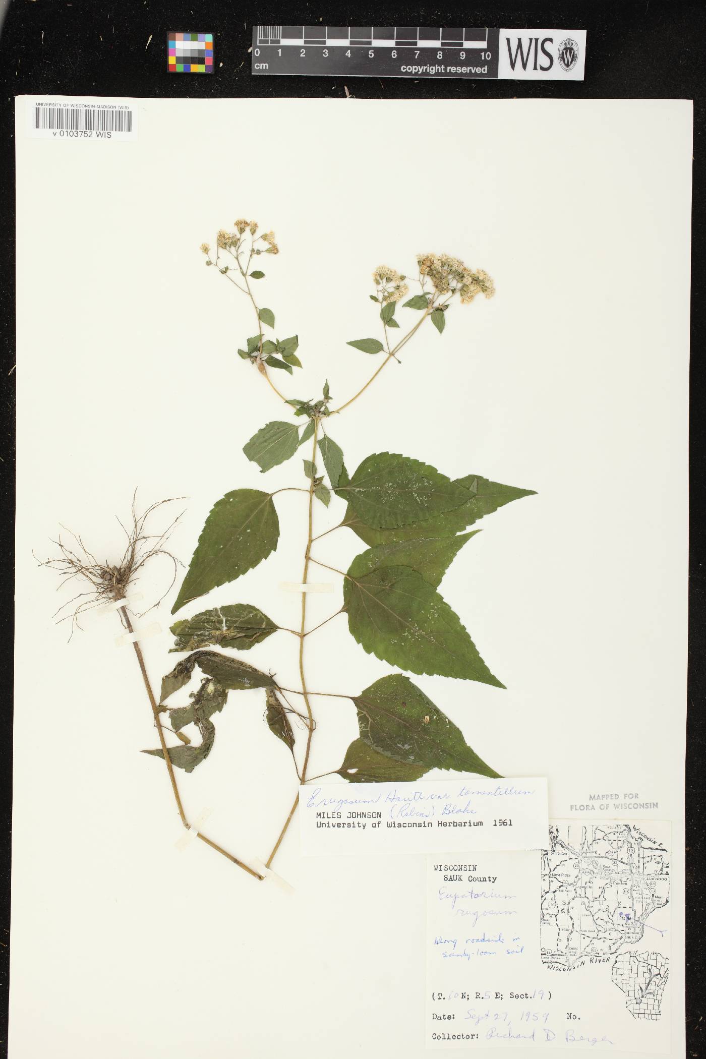 Ageratina altissima subsp. altissima image
