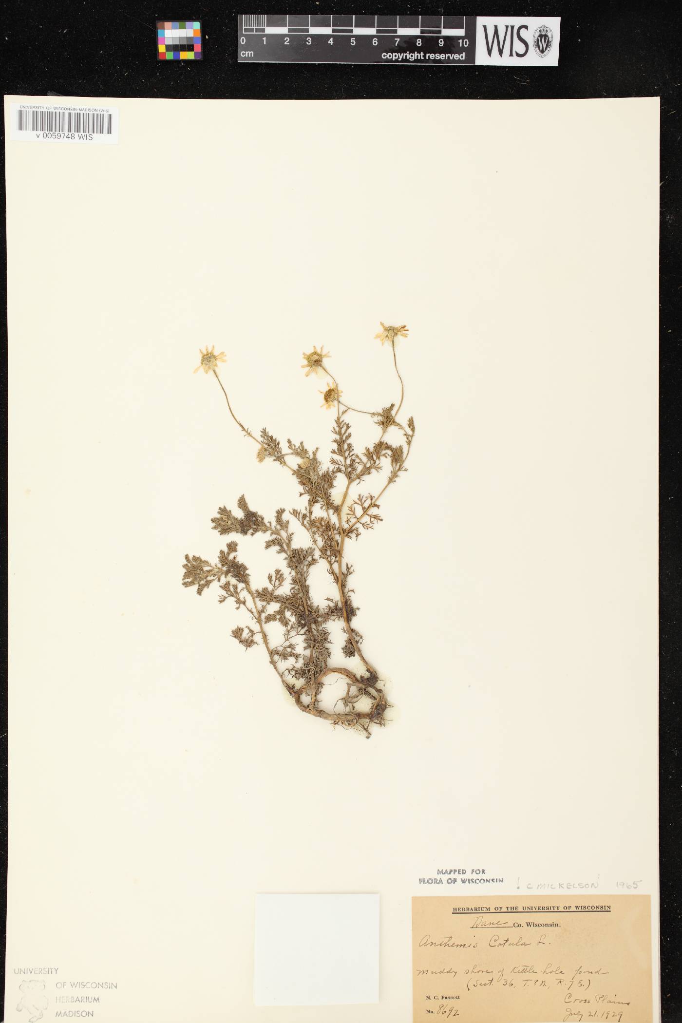 Anthemis cotula image