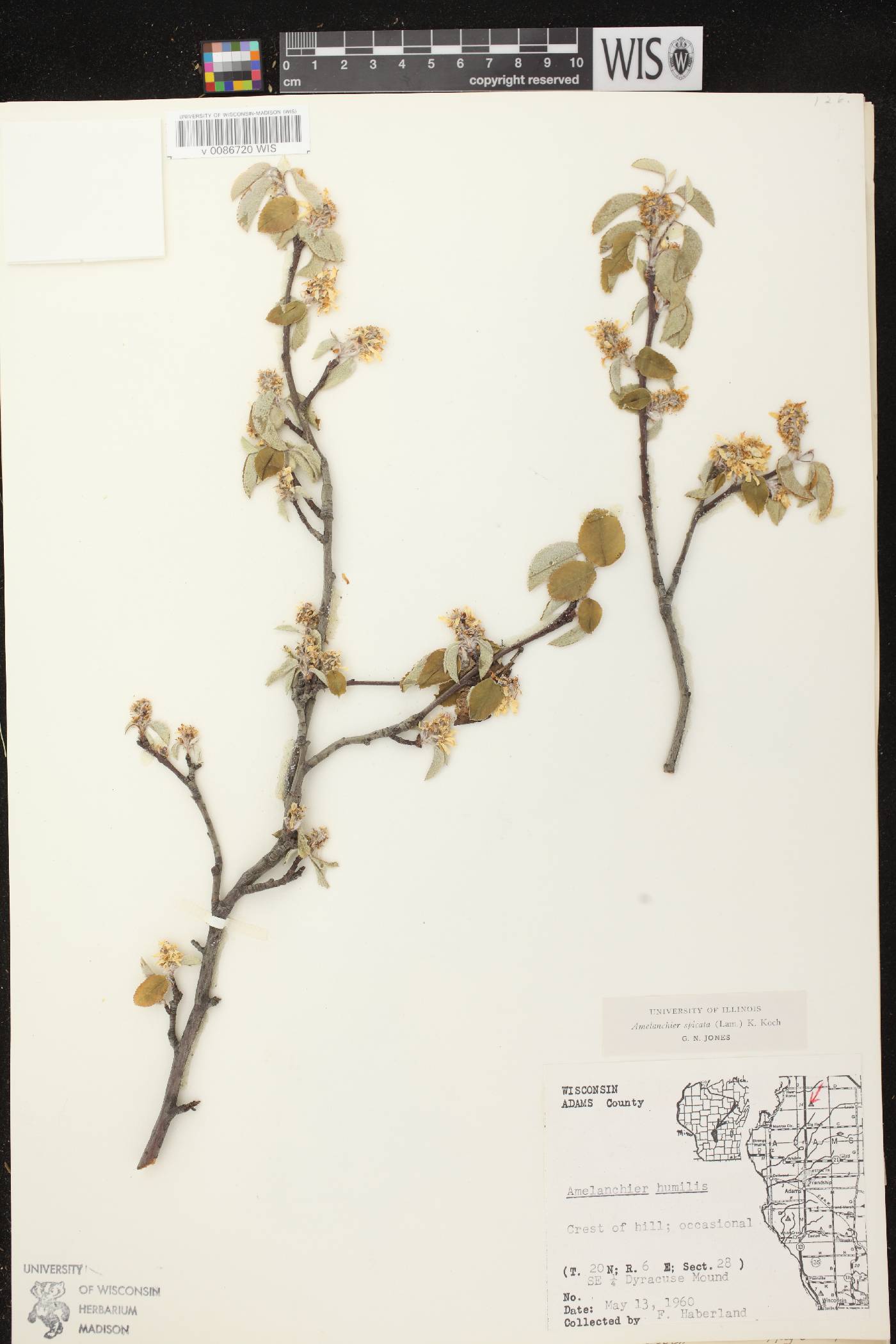 Amelanchier spicata image