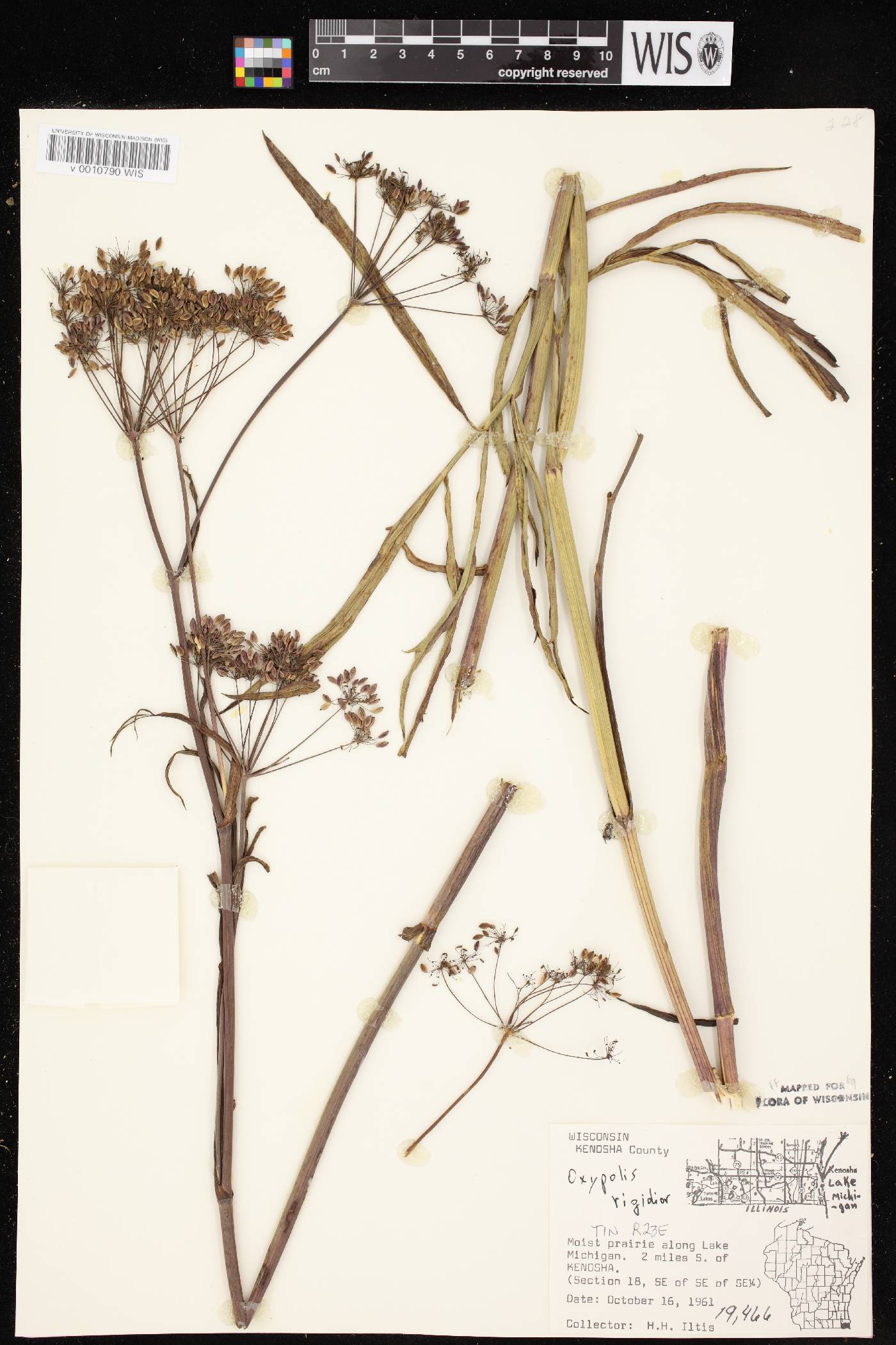 Oxypolis rigidior image