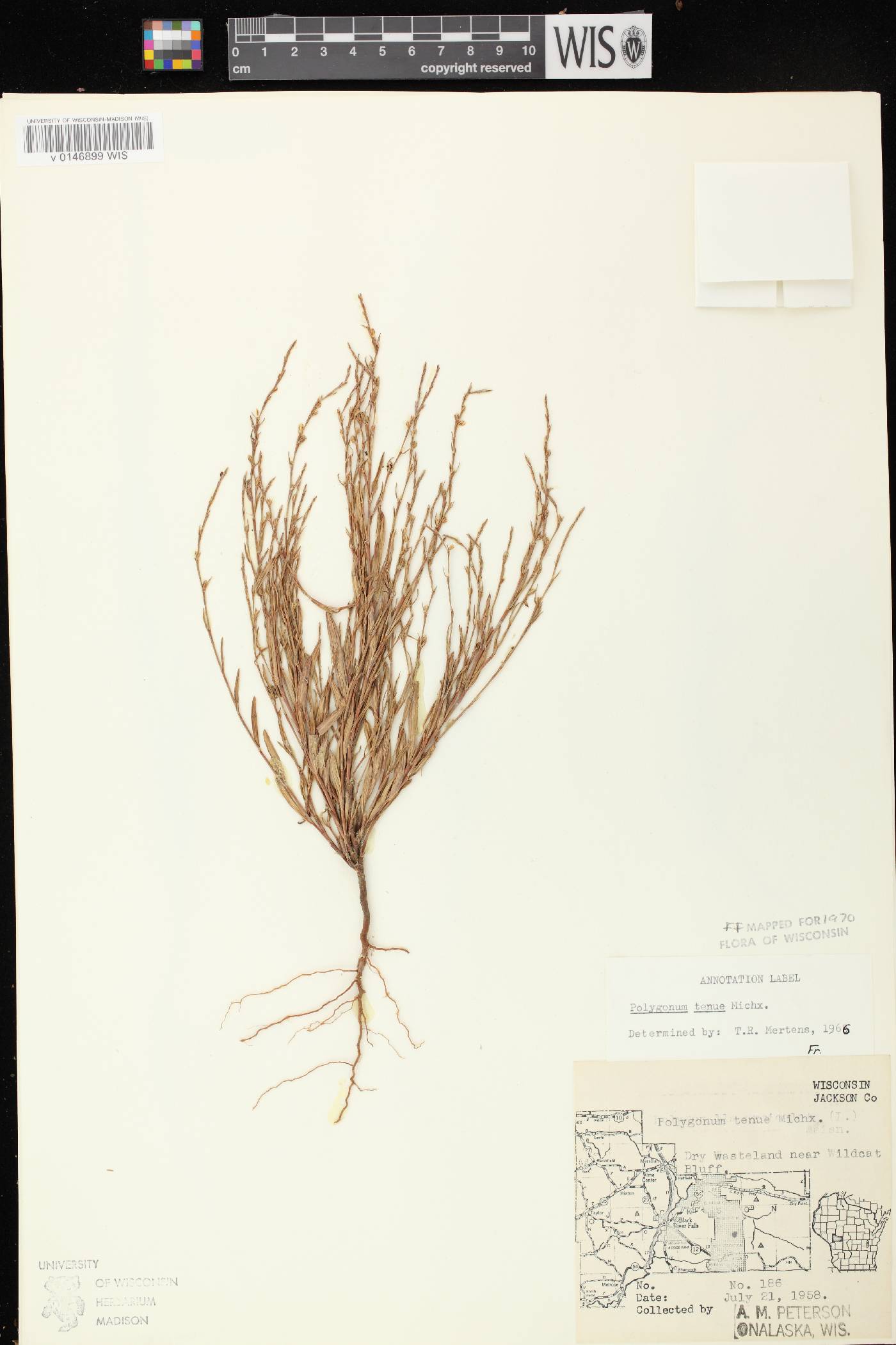Polygonum tenue image