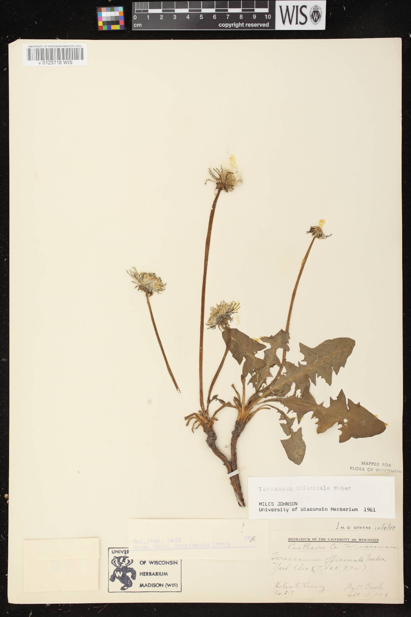 Taraxacum officinale image