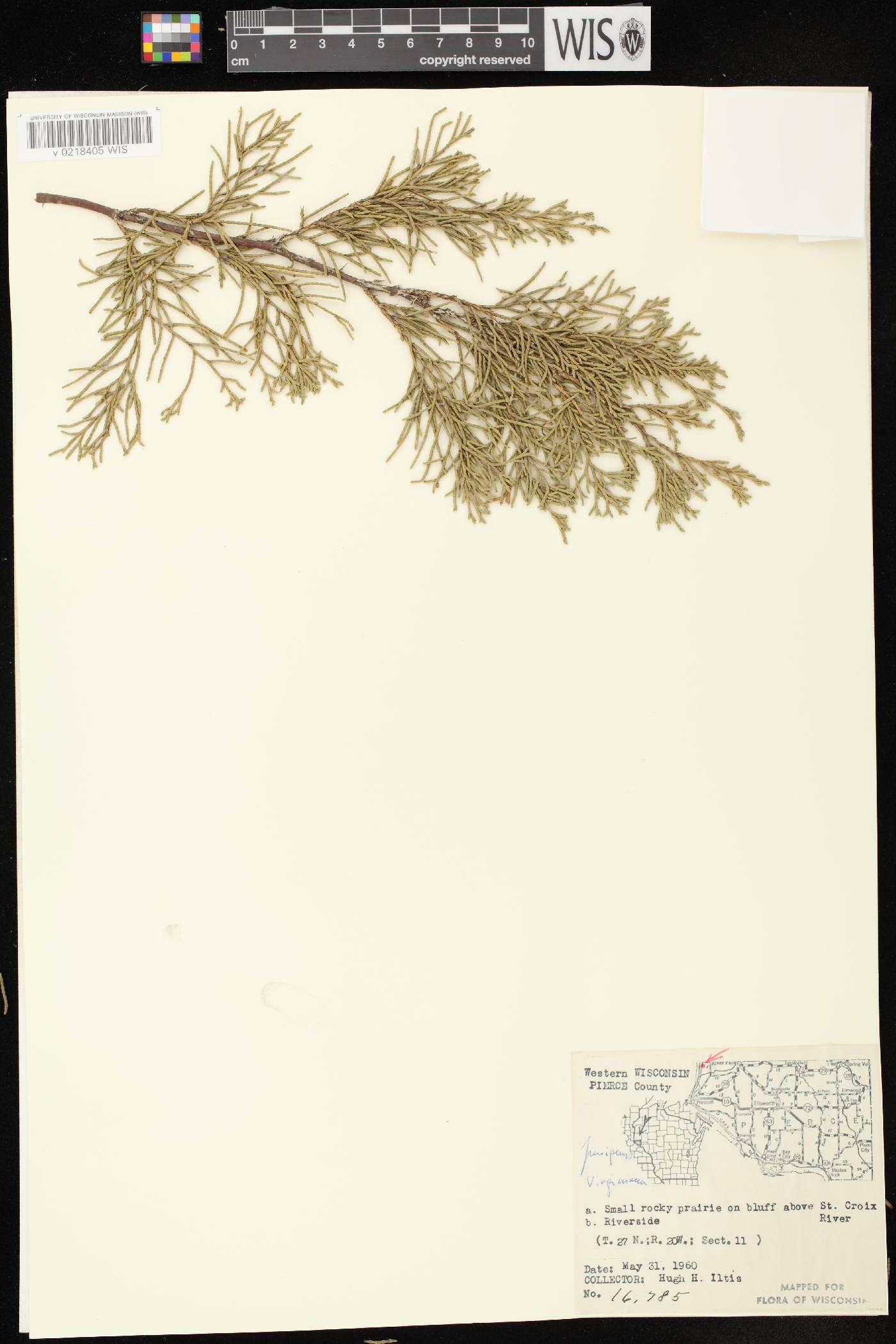Juniperus virginiana var. virginiana image