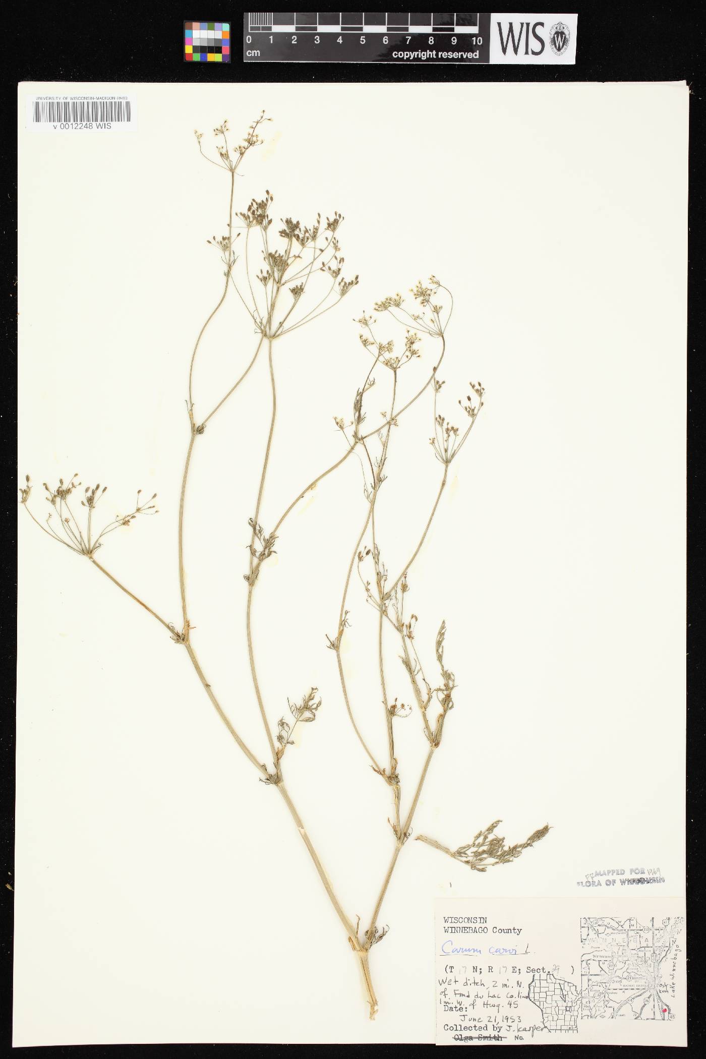 Carum carvi image