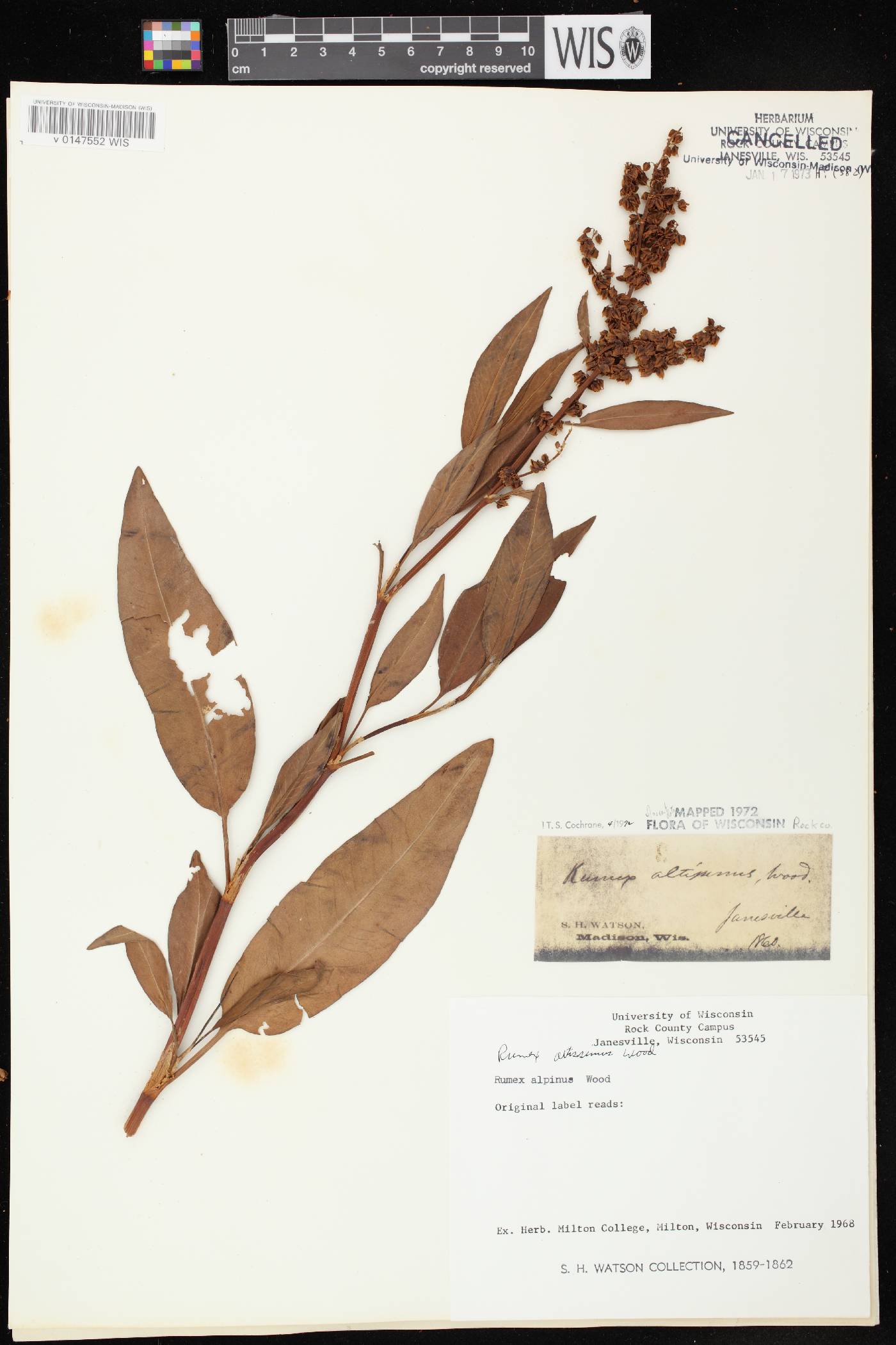Rumex altissimus image