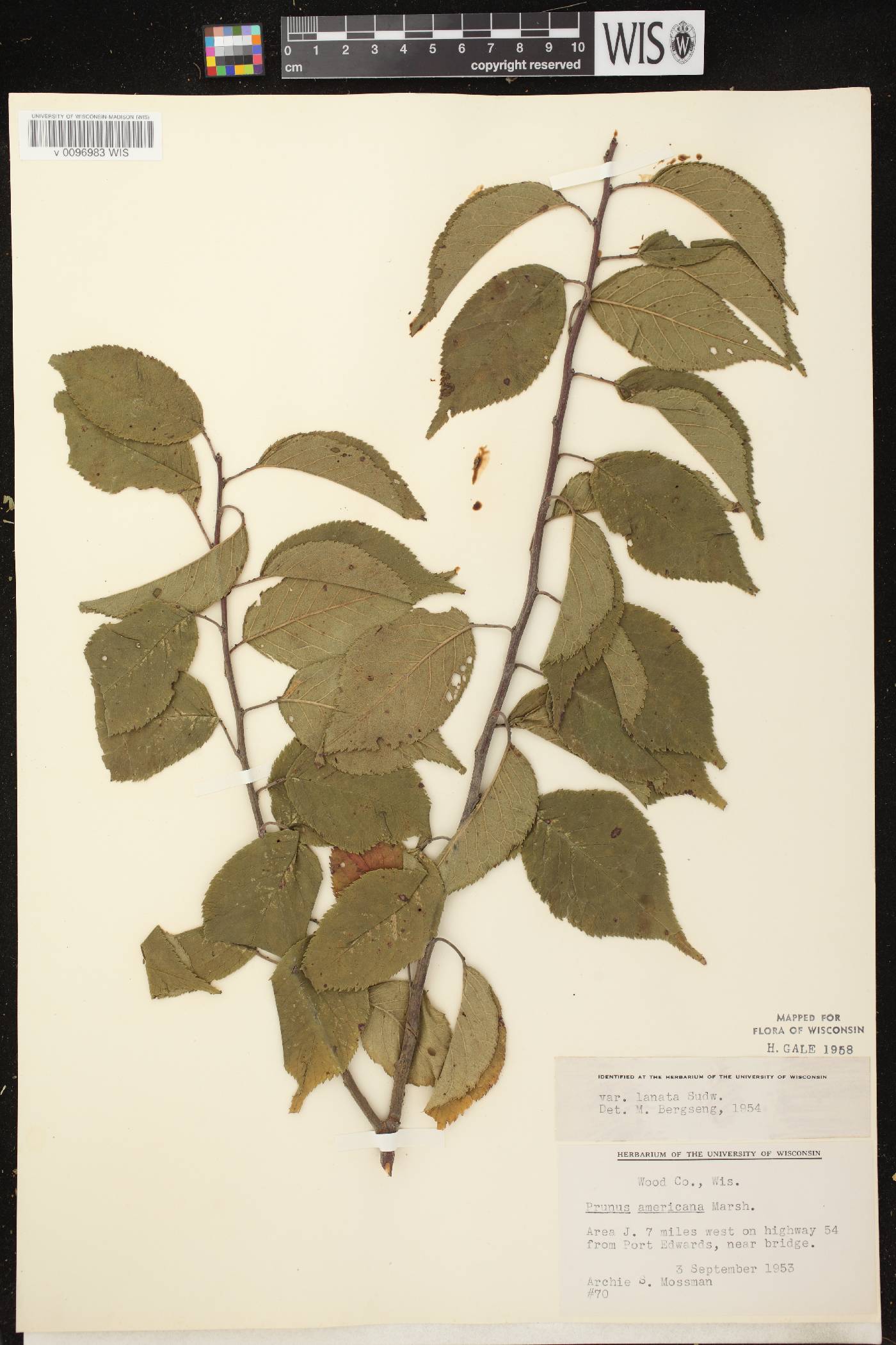 Prunus americana image