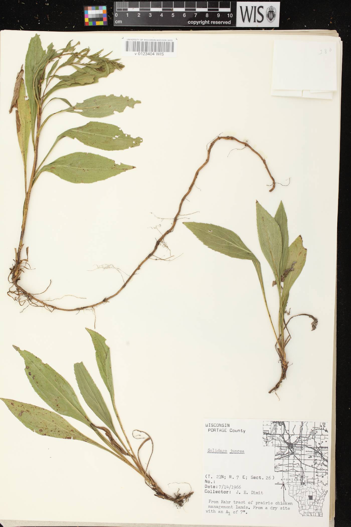 Solidago juncea image