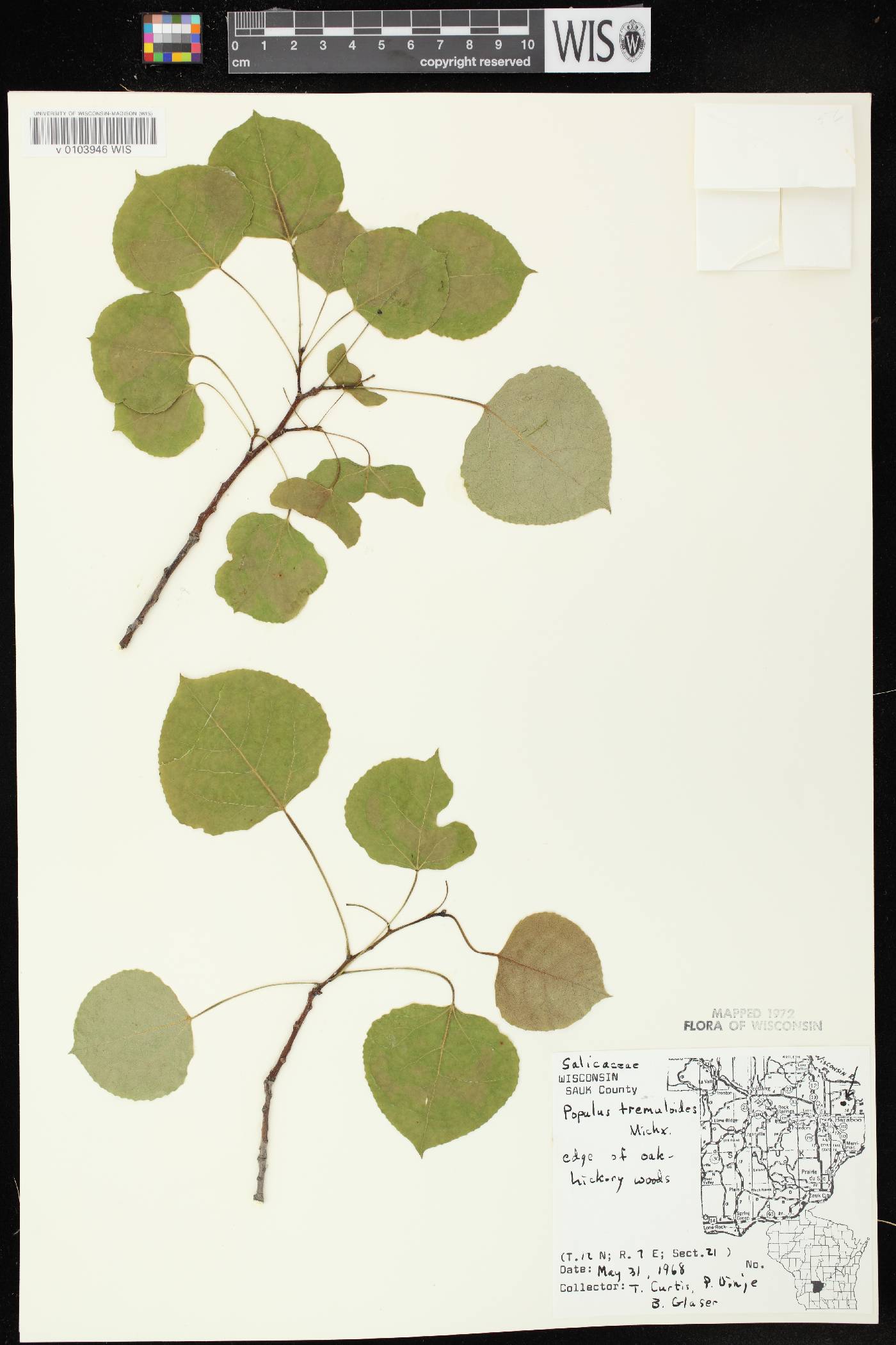 Populus tremuloides image