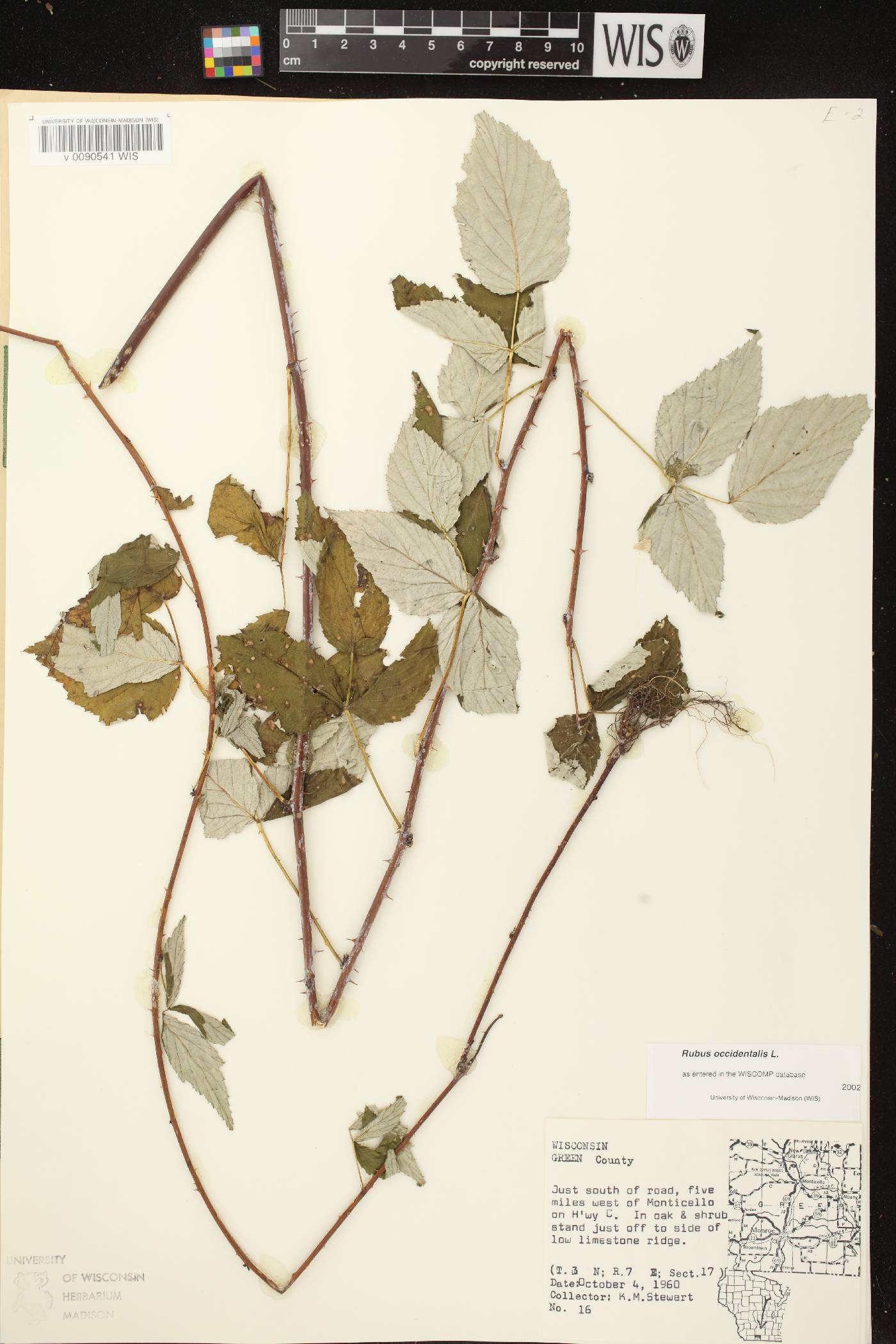 Rubus occidentalis image