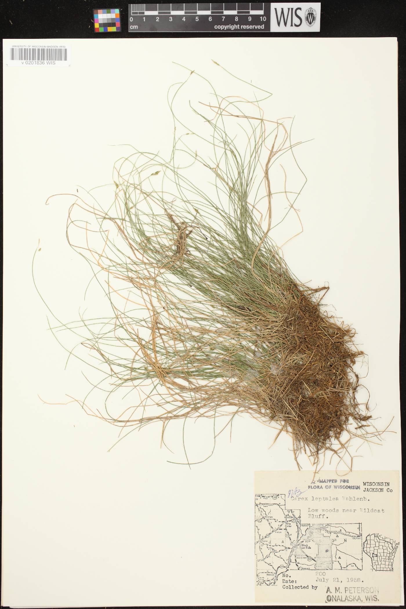 Carex leptalea subsp. leptalea image