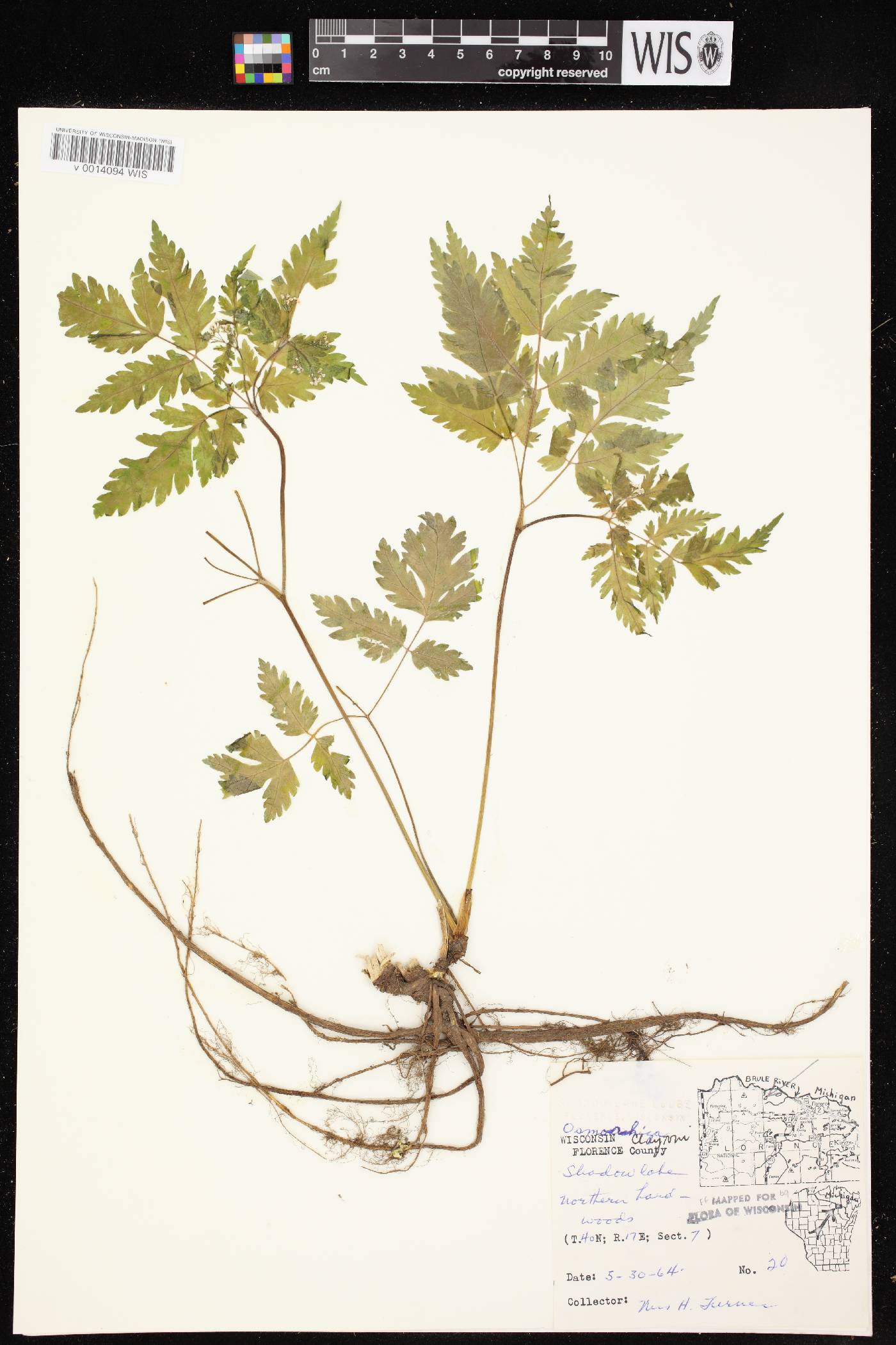 Osmorhiza claytonii image