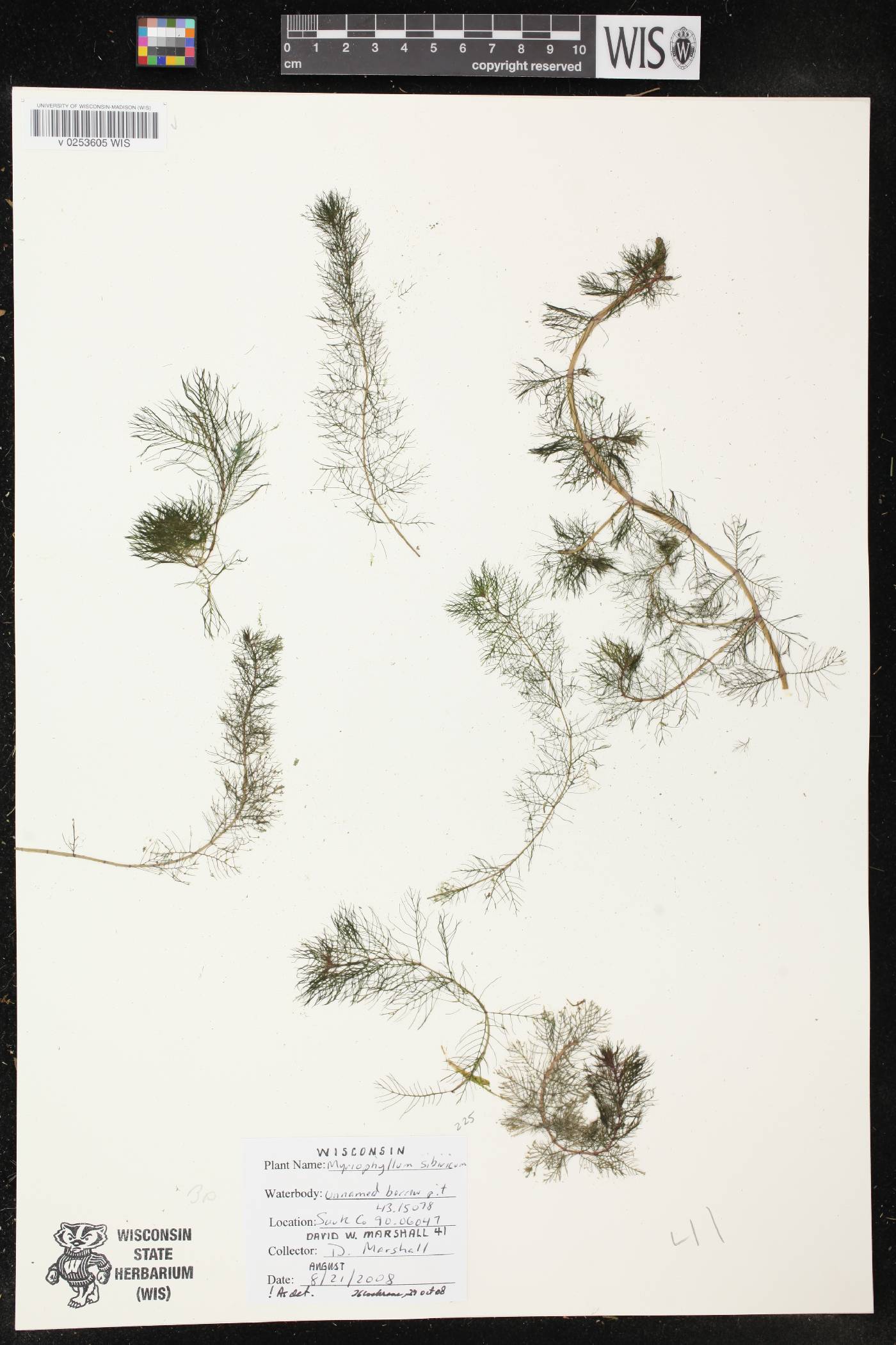 Myriophyllum sibiricum image