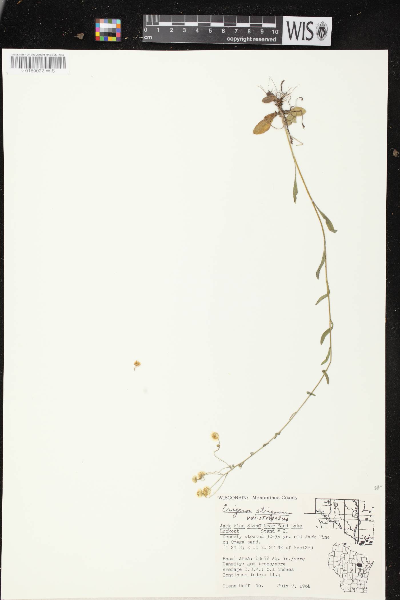 Erigeron strigosus image