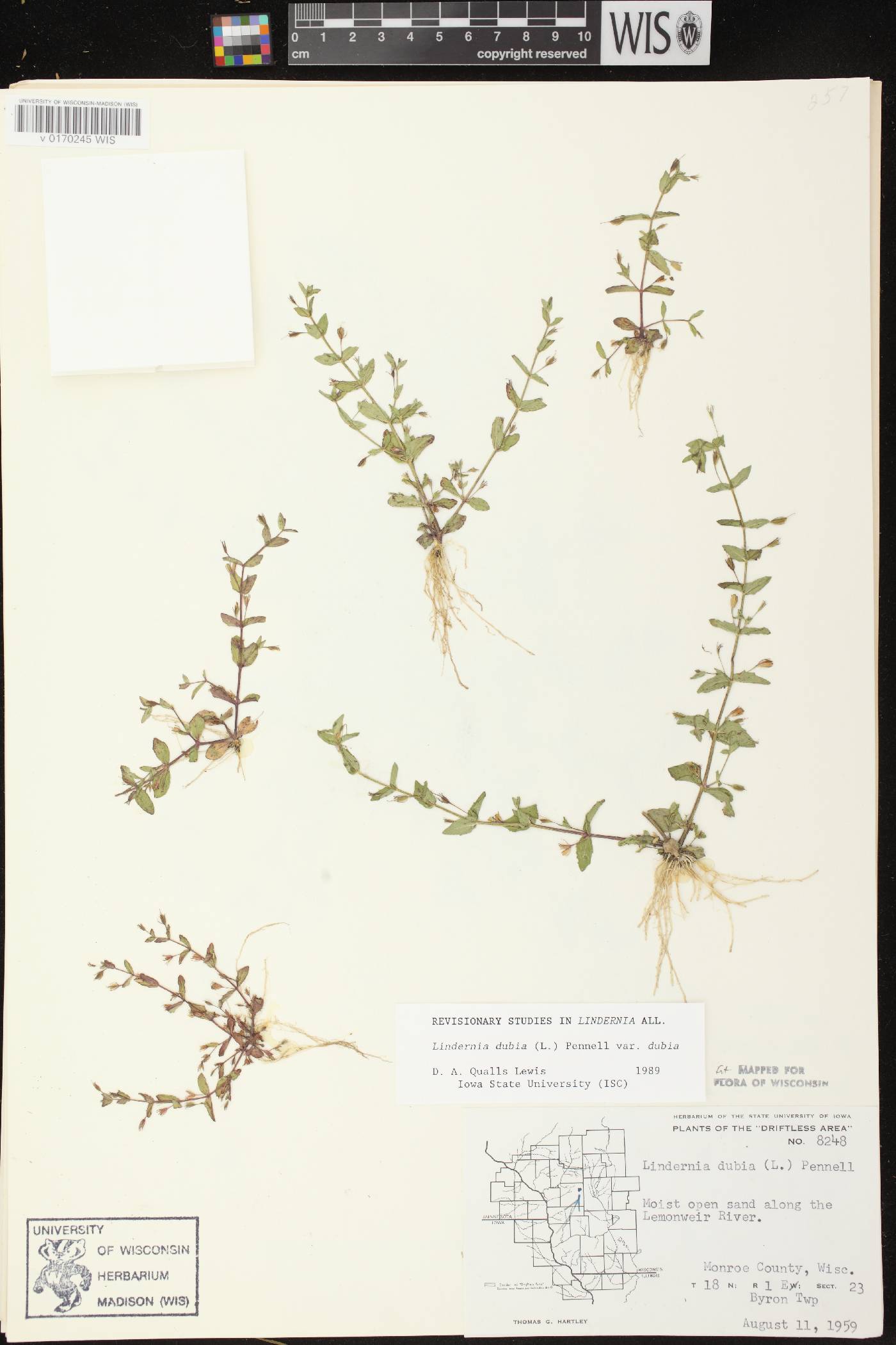 Lindernia dubia image