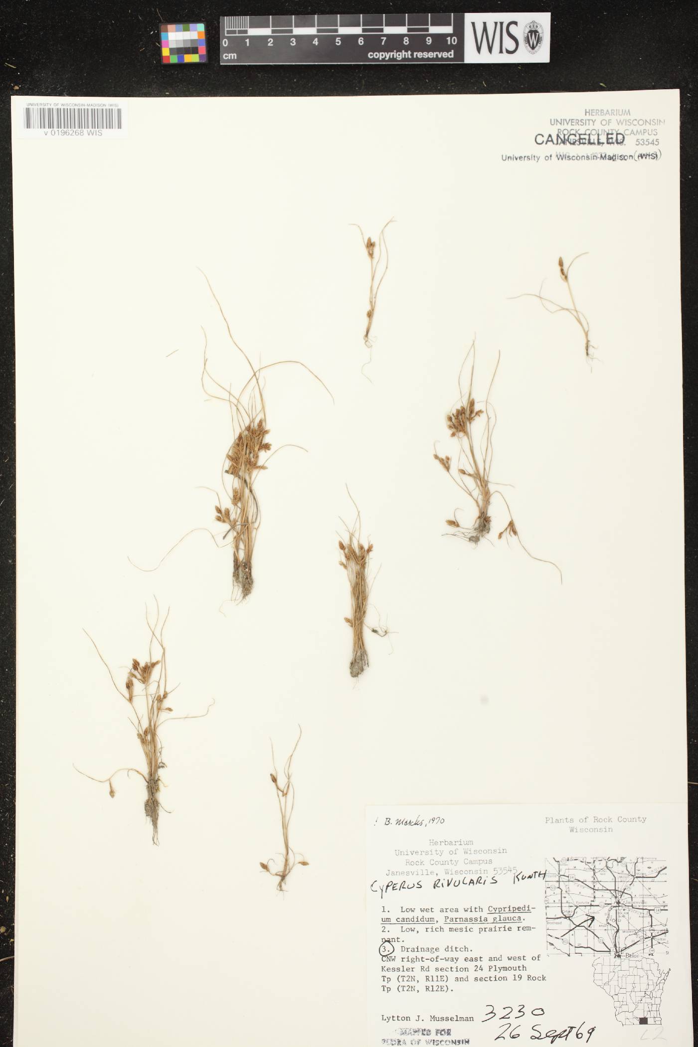 Cyperus bipartitus image