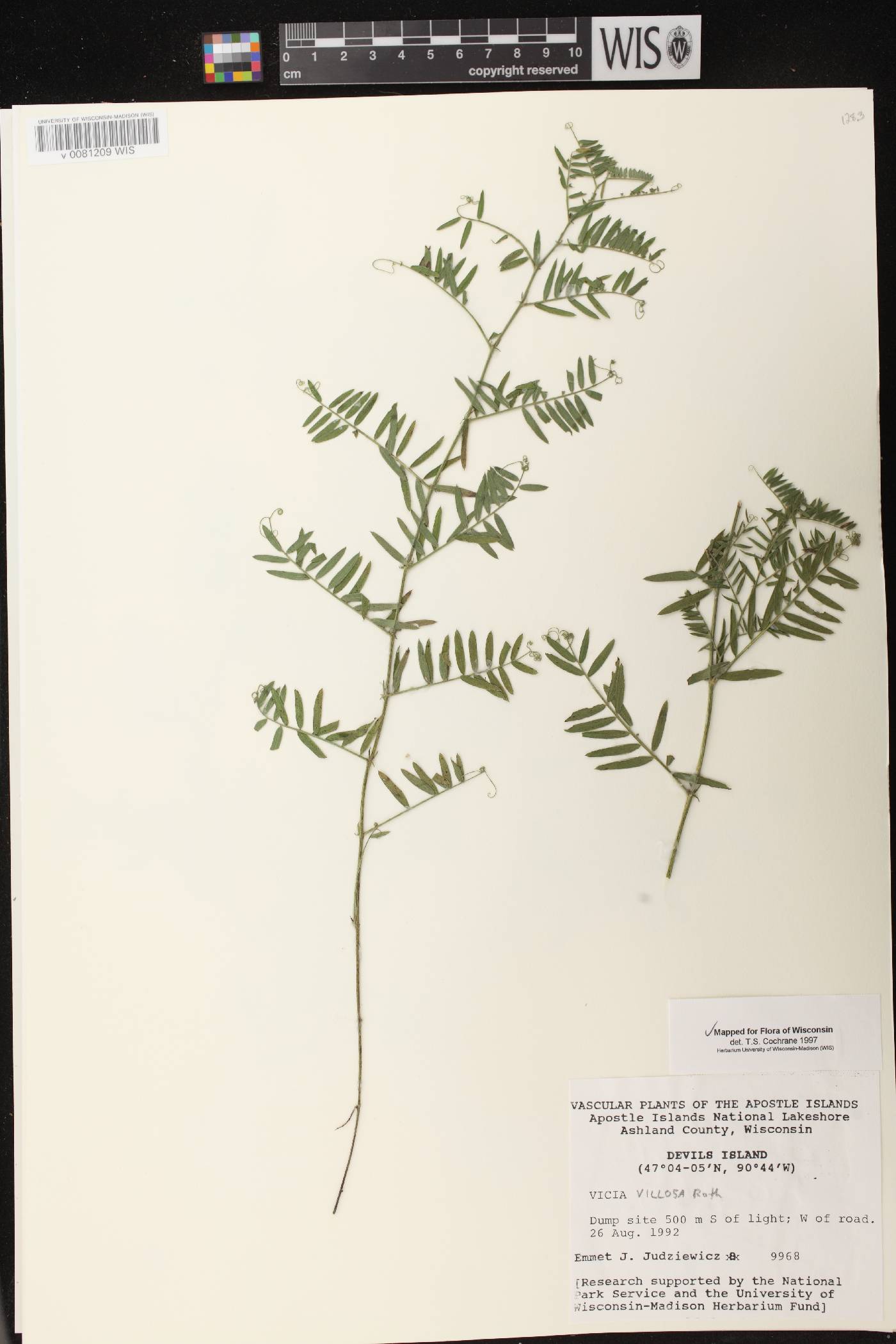 Vicia villosa image