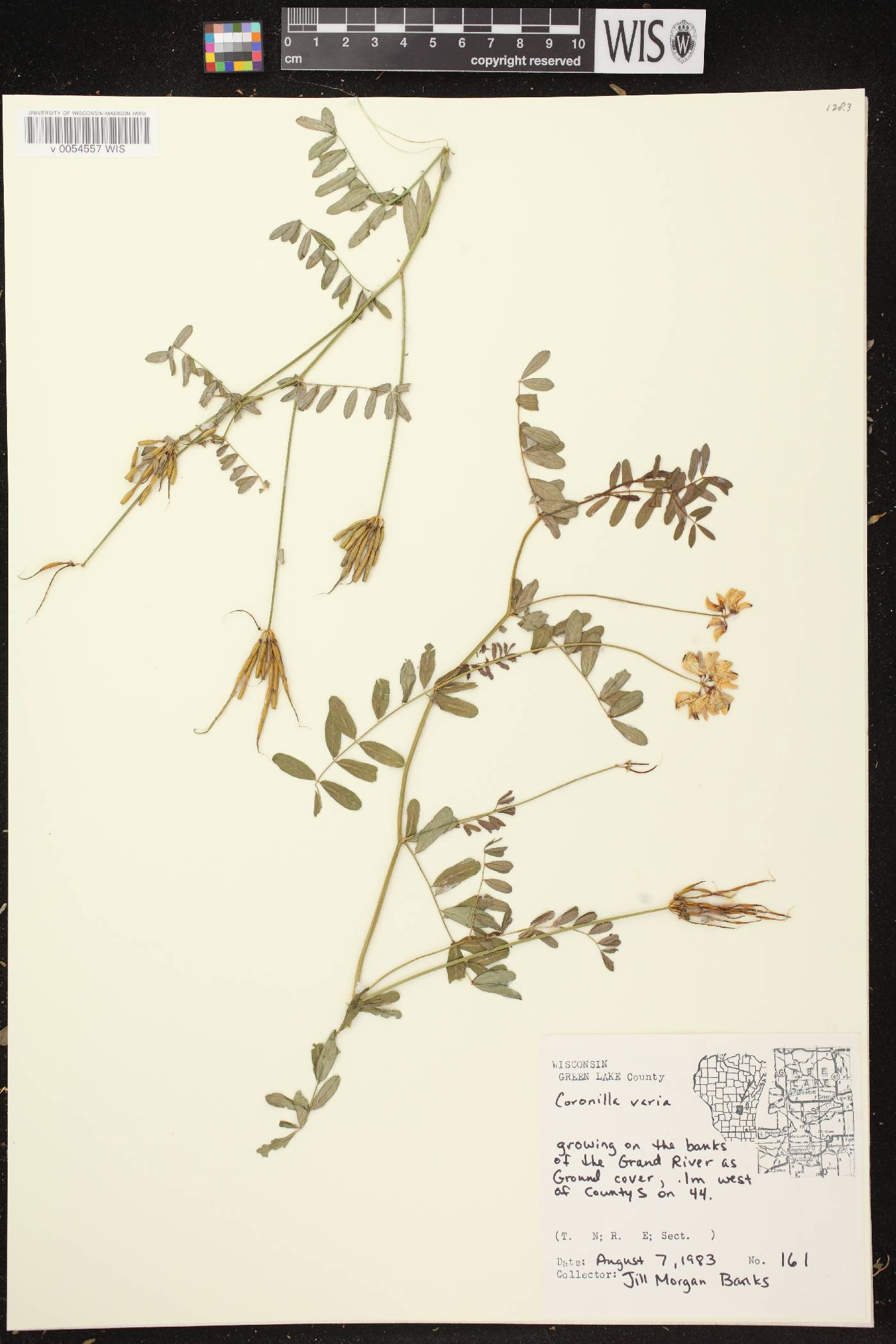 Securigera varia image