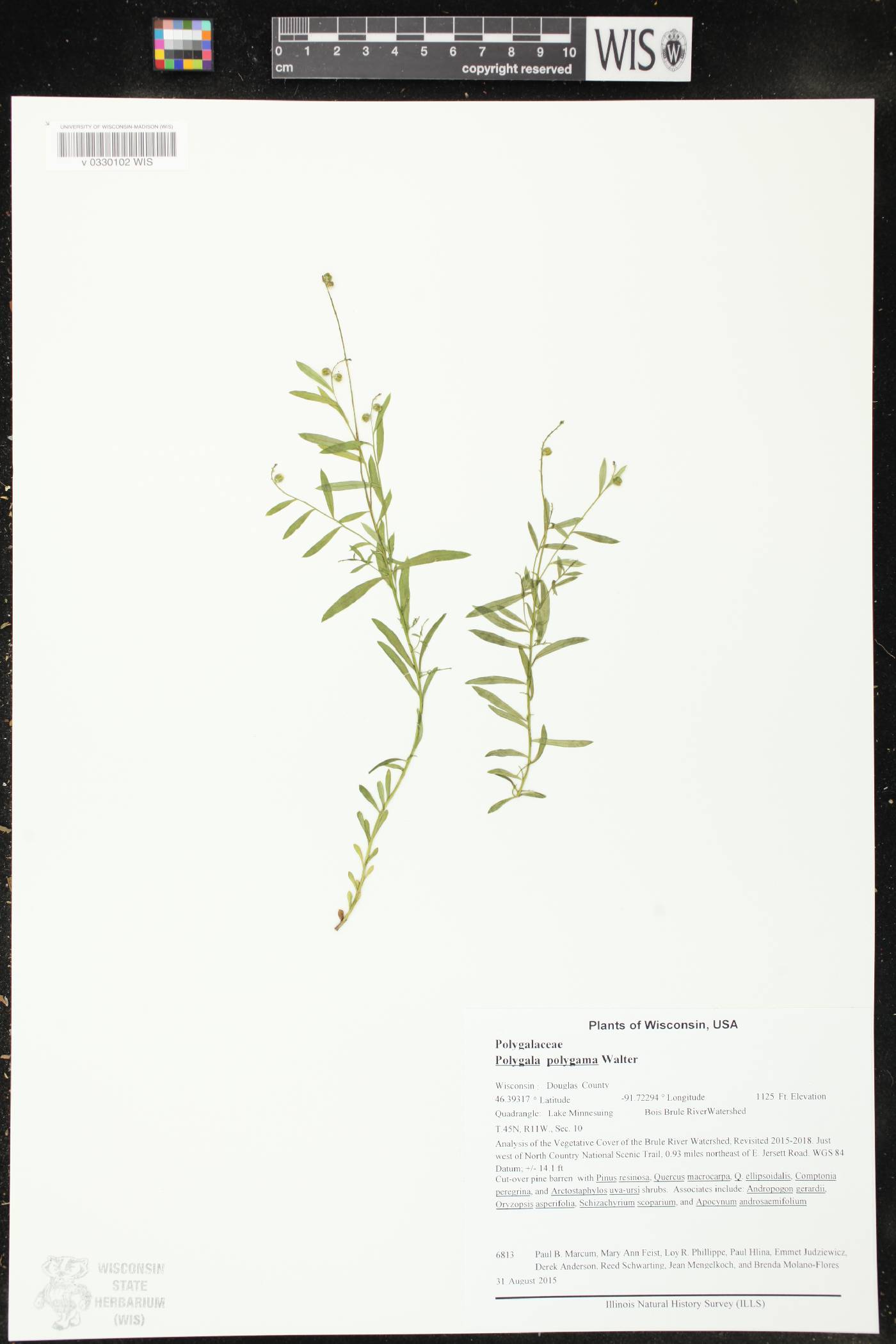Polygala polygama image